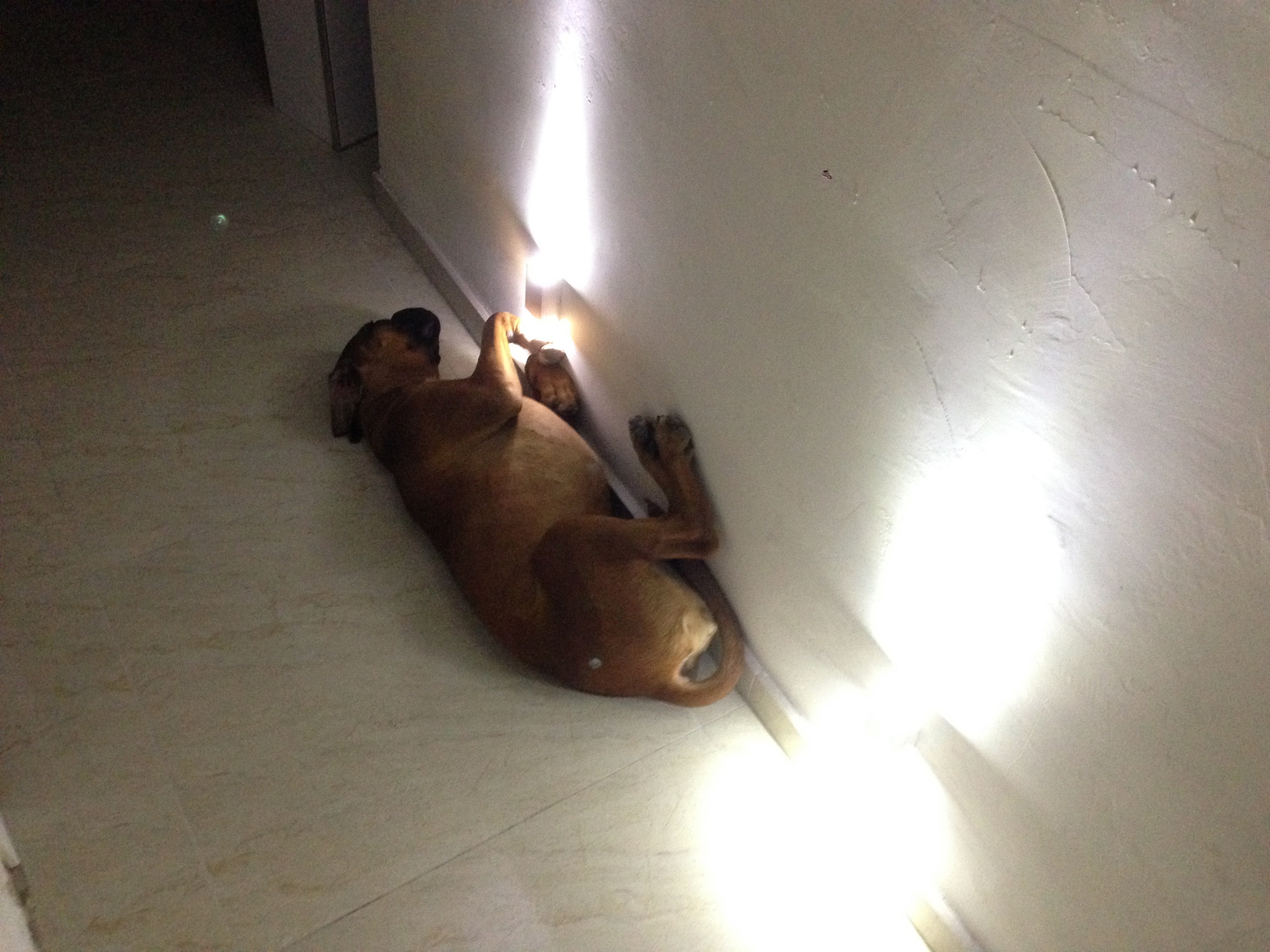 My ״Star״ Boxer Dog