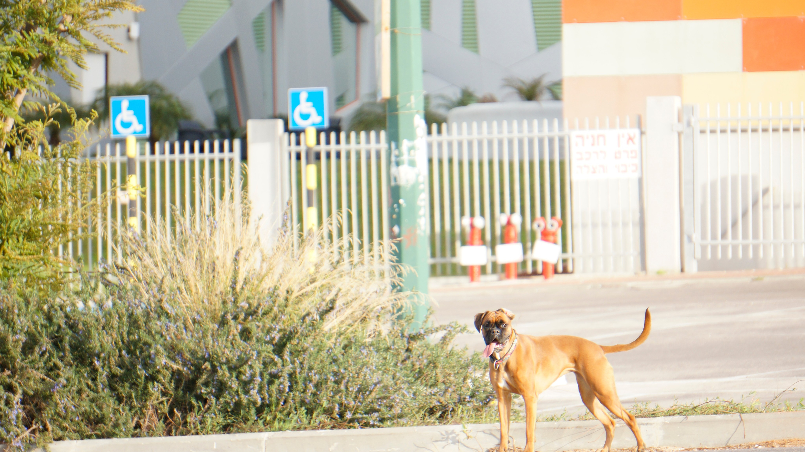 My ״Star״ Boxer Dog