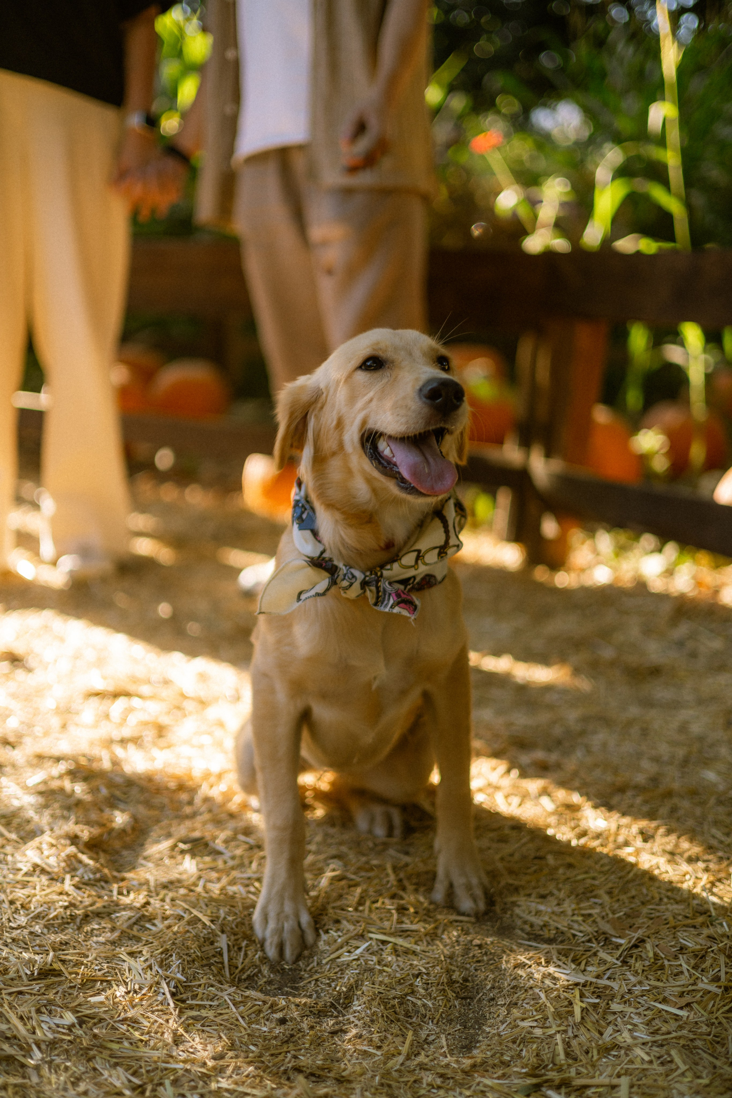 Julia, Sergey & Tessa at the Pumpkin Patch. Photographer in Los Angeles. Julia Ishmuratova