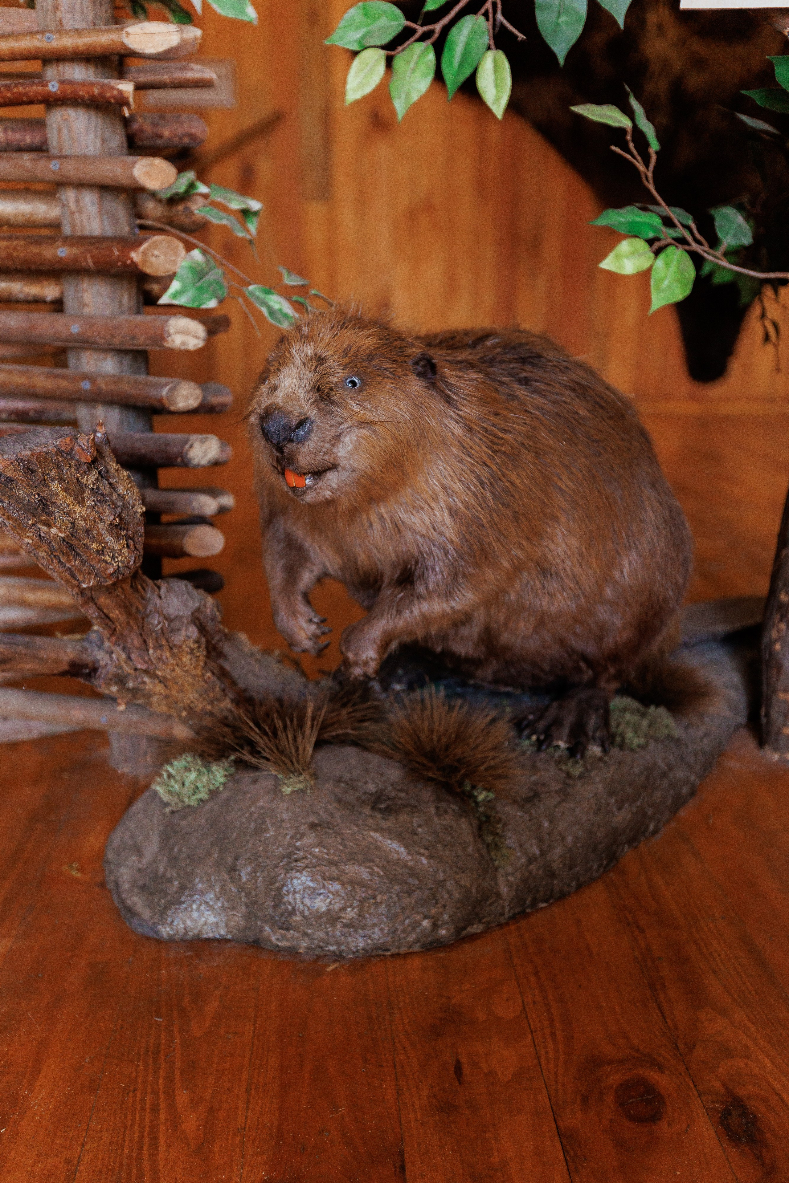 Екопарк Аміла. Ірина Терещук