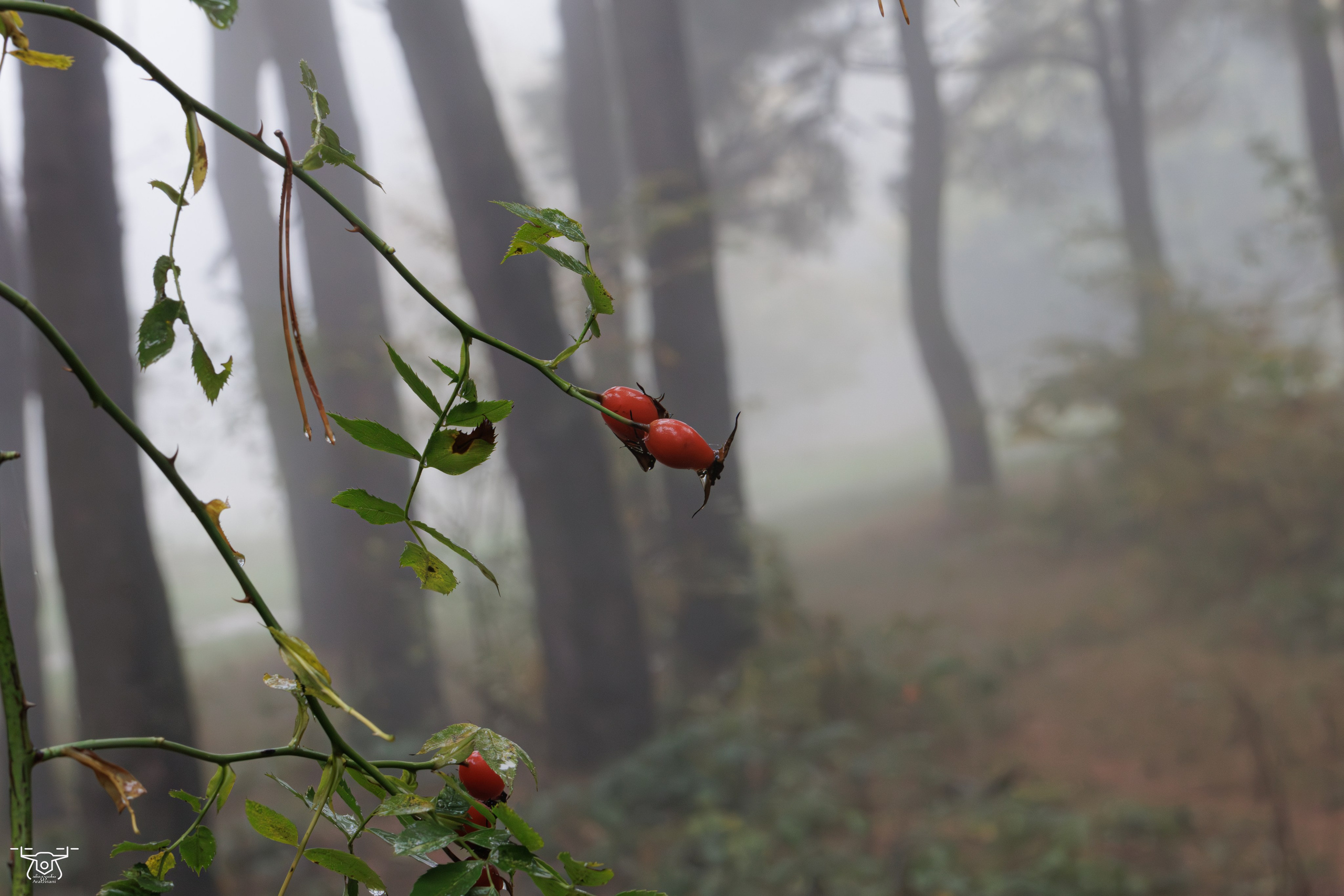 კოჯრის ტყის ნისლები. FramefreeMan