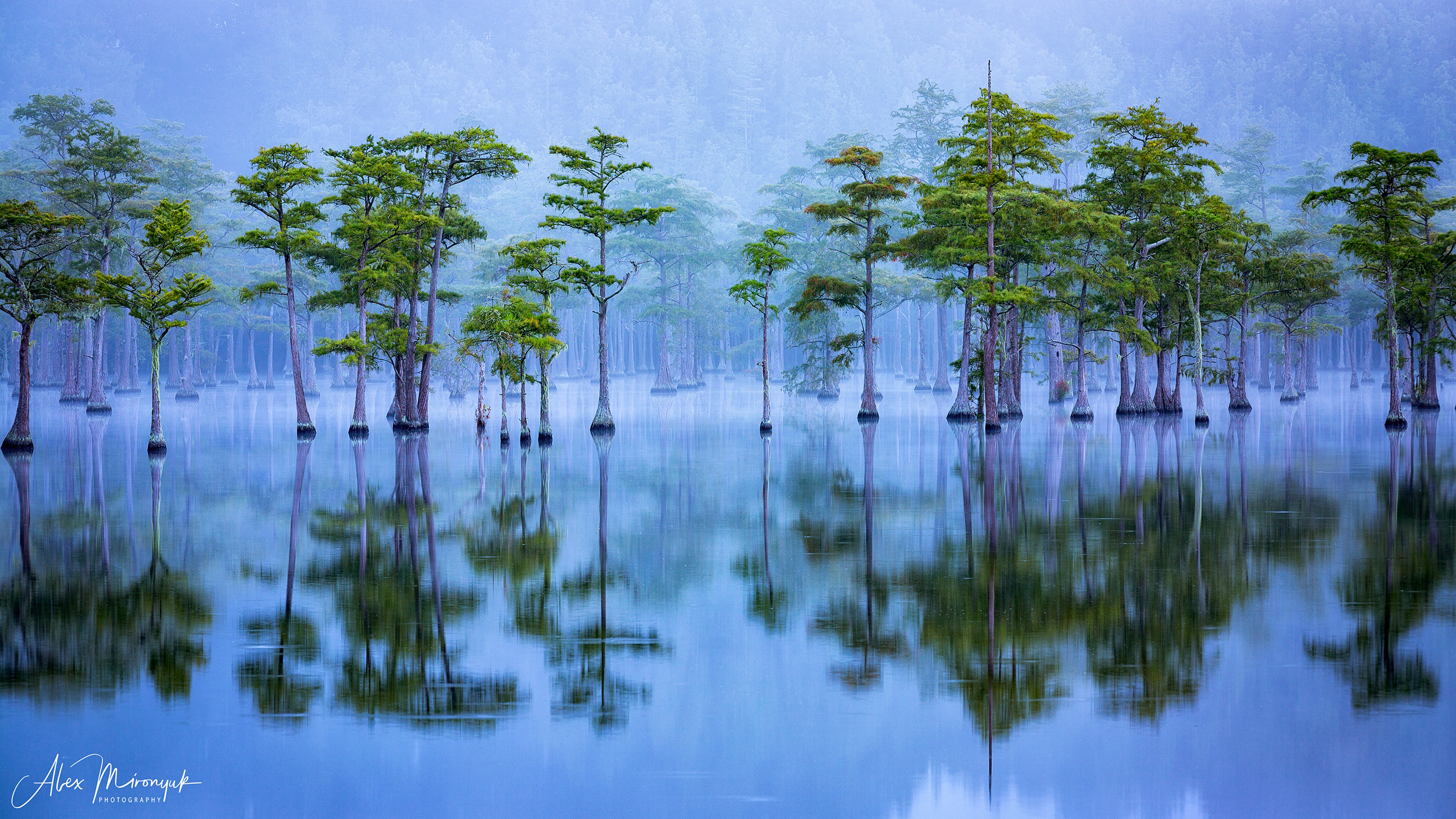 Georgia Cypress Swamps. Pet, Senior, Landscape, portrait studio, photographer in Miami and Sou