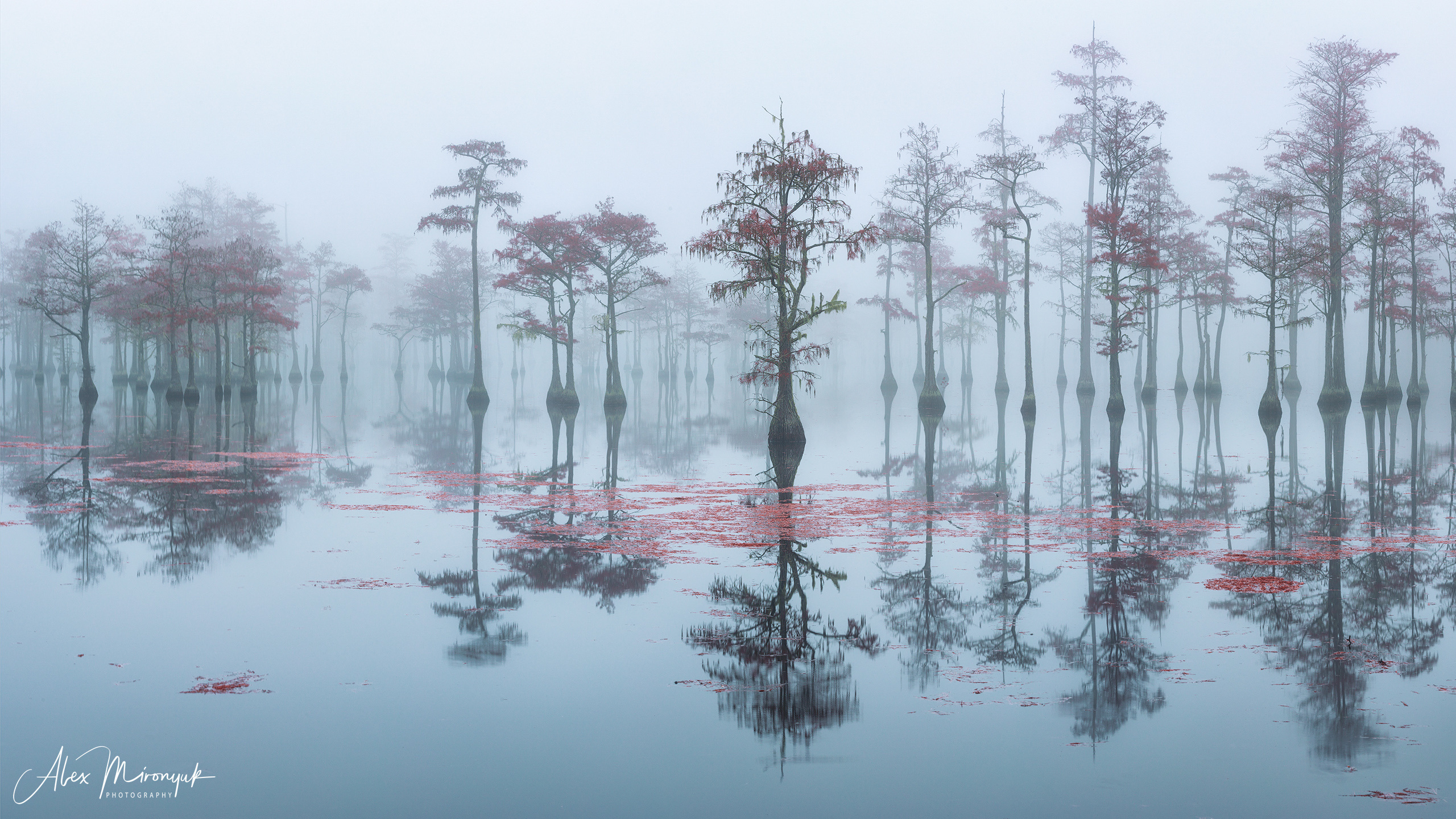 Georgia Cypress Swamps. Pet, Senior, Landscape, portrait studio, photographer in Miami and Sou