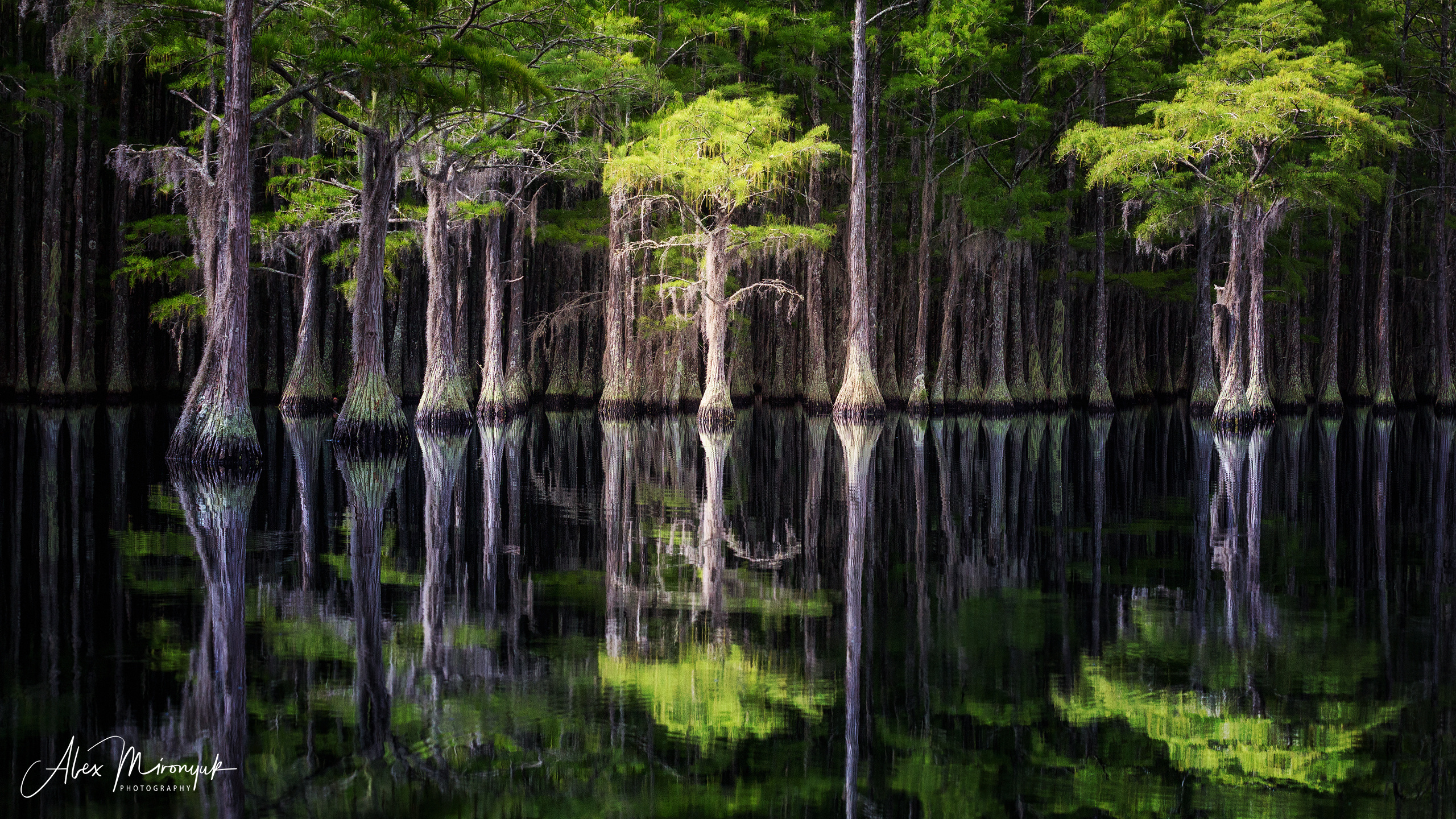 Georgia Cypress Swamps. Pet, Senior, Landscape, portrait studio, photographer in Miami and Sou