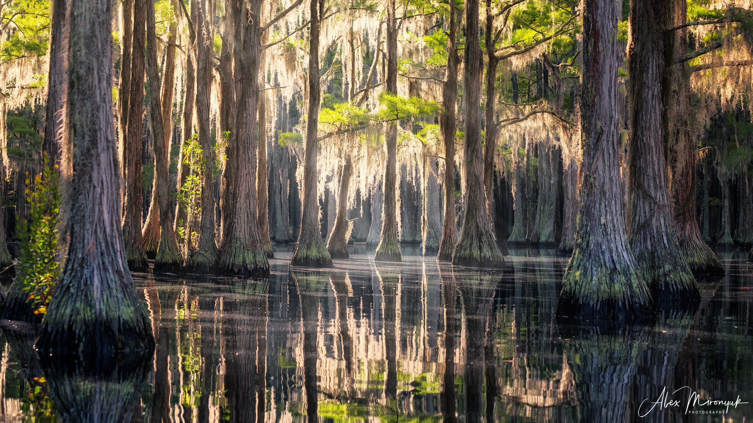 Georgia Cypress Swamps. Pet, Senior, Landscape, portrait studio, photographer in Miami and Sou