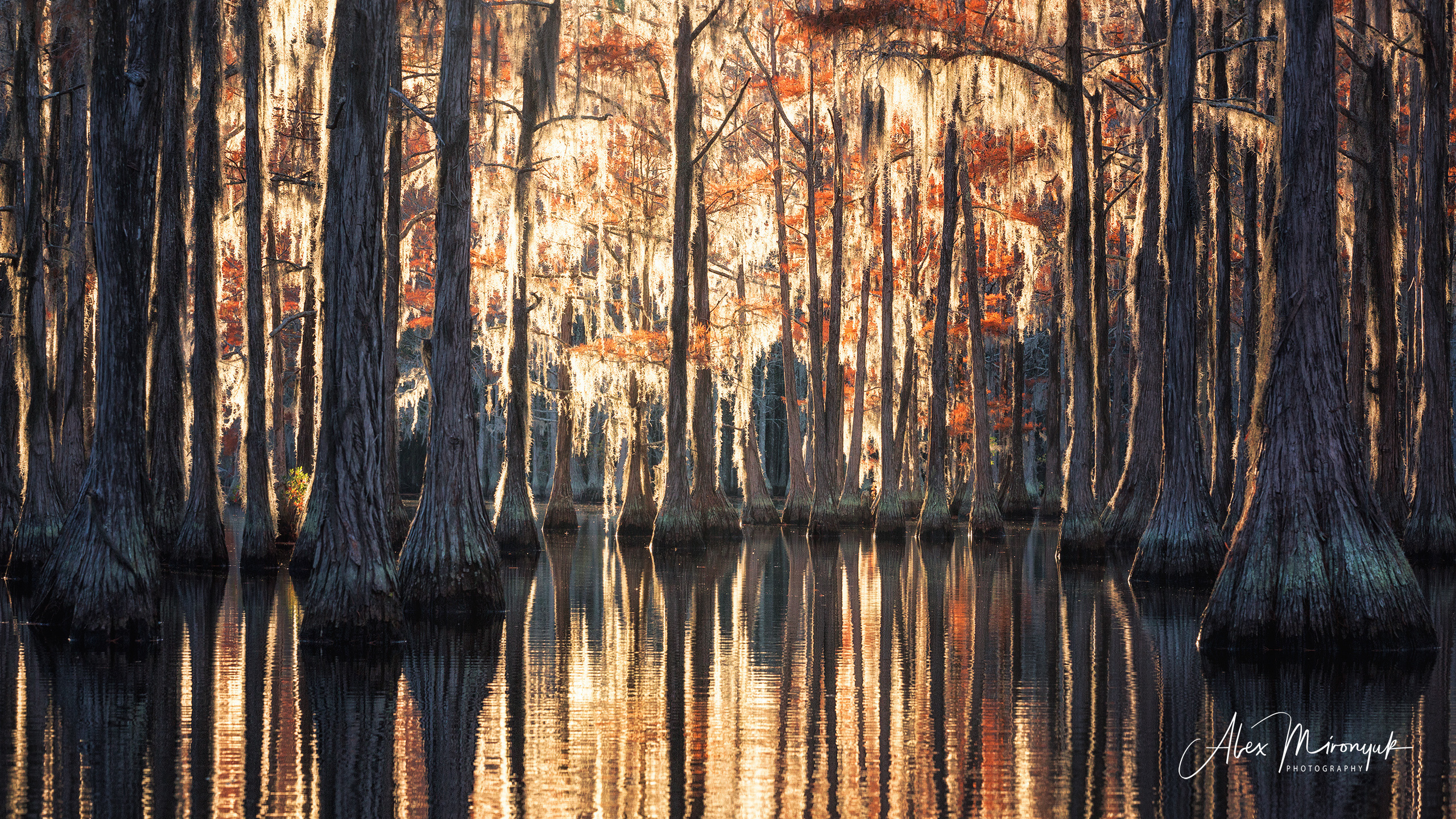 Georgia Cypress Swamps. Pet, Senior, Landscape, portrait studio, photographer in Miami and Sou