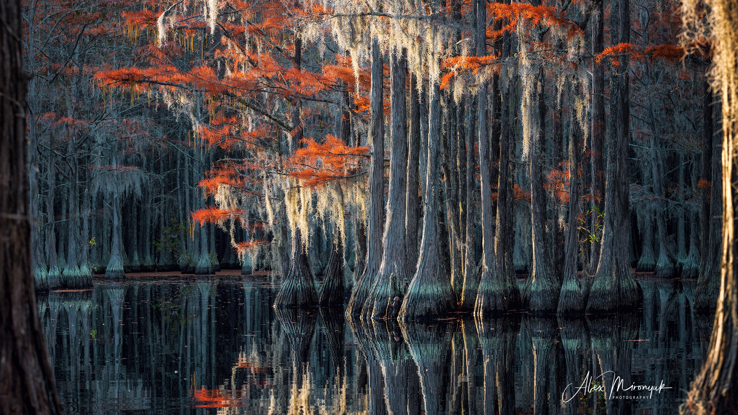 Georgia Cypress Swamps. Pet, Senior, Landscape, portrait studio, photographer in Miami and Sou