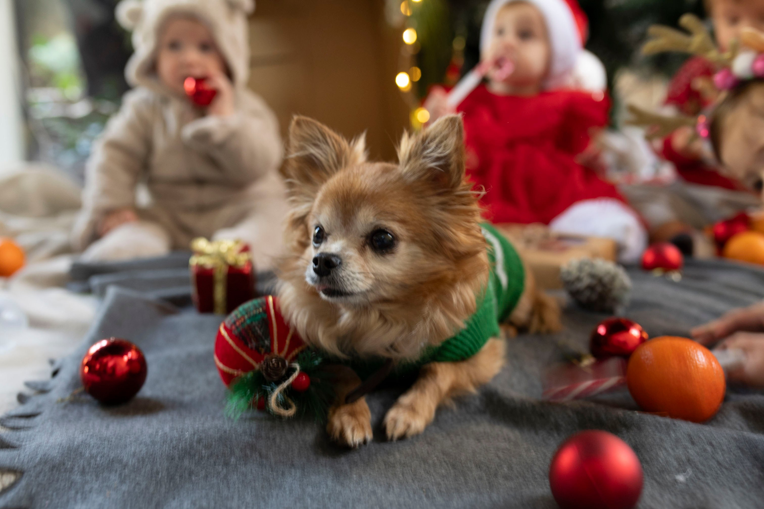Christmas in Kindergarten. KATY GOLD PHOTOGRAPHY