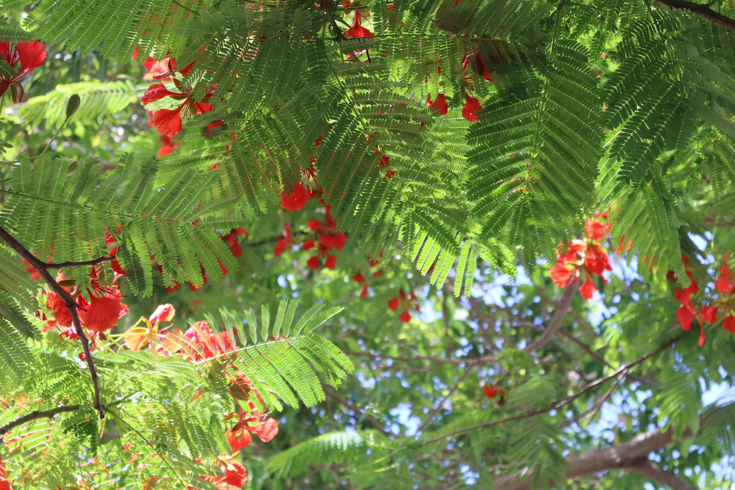 Путешествие на родину птицы додо. Travel photographer Ksenia