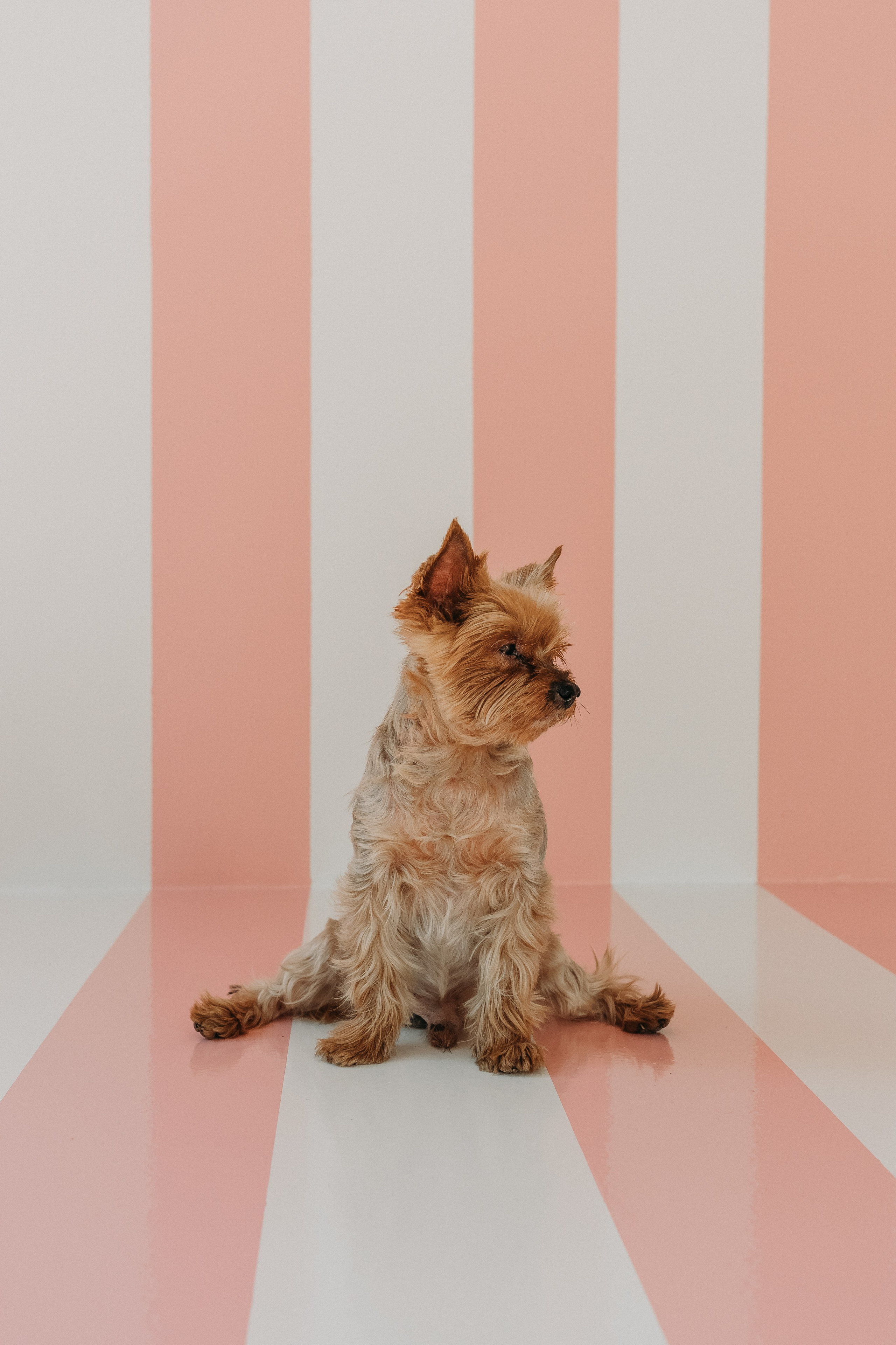 Wallun perhe. Wedding and portrait photographer in Helsinki Vickan O