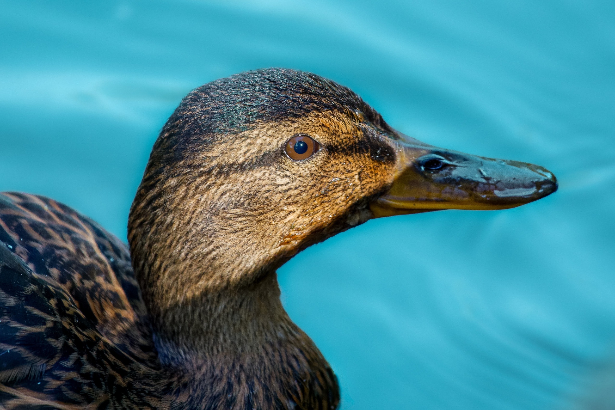 Portret bebeluș la botez realizat de Mitroi Iulian