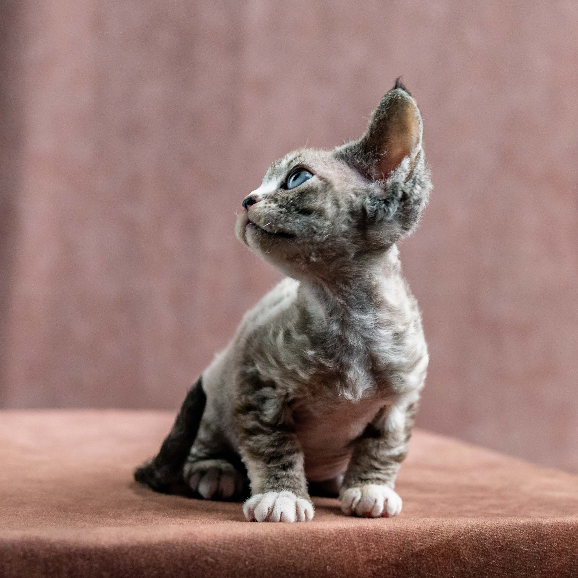 Kasia,  girl, born 07.02.2025. Devon Rex Pixie Cattery