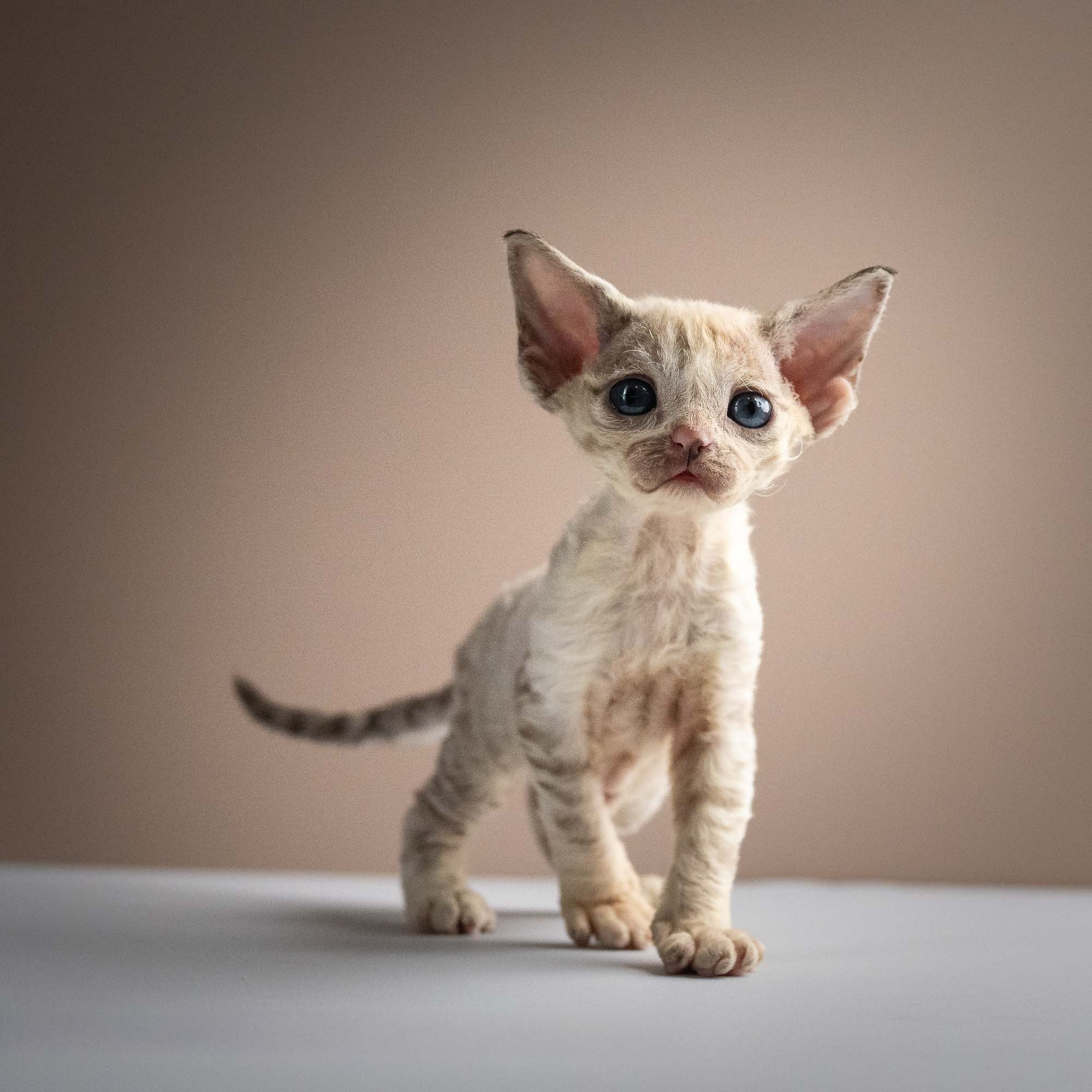 Roxie,  girl, born 05.08.26. Devon Rex Pixie Cattery