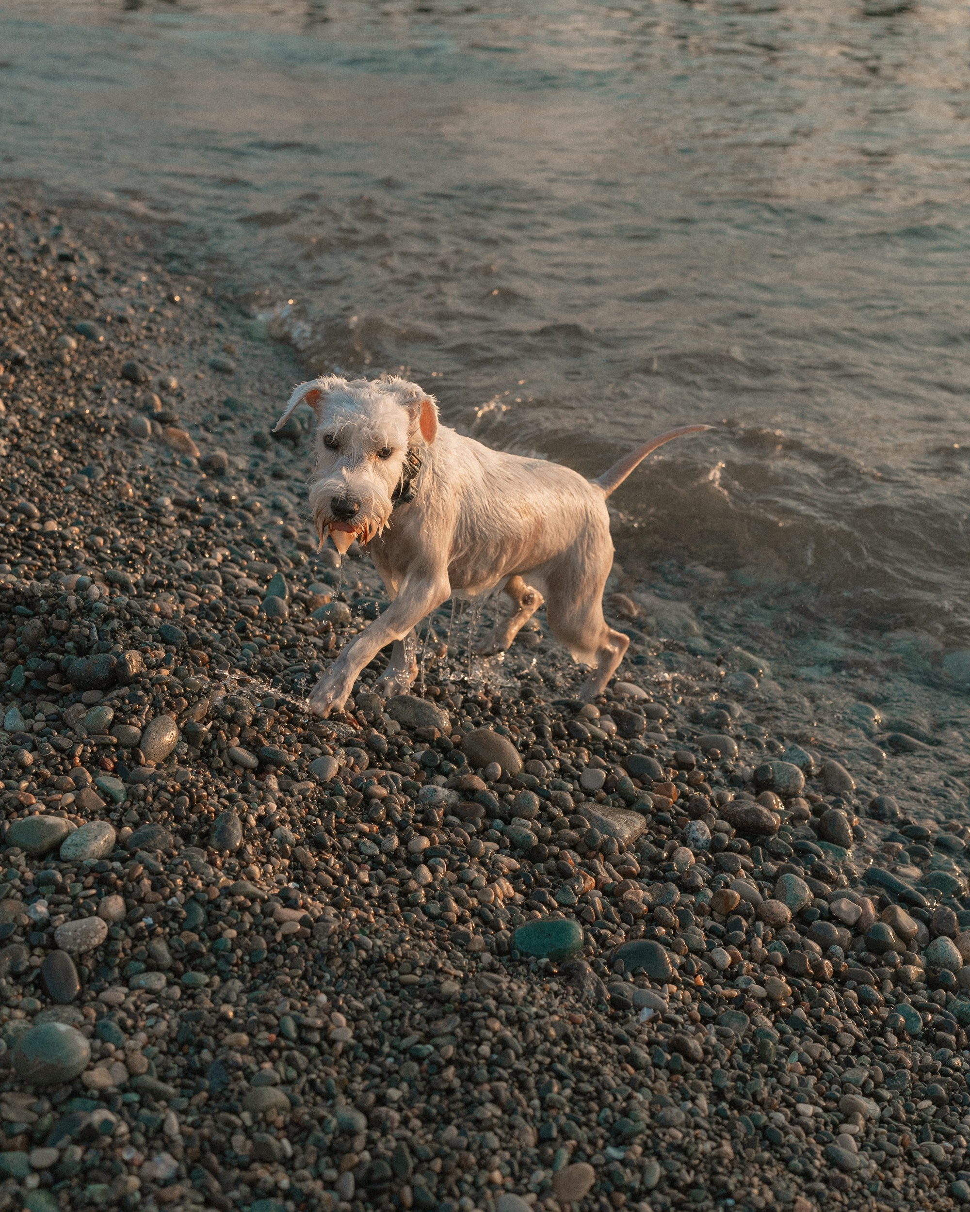 Ольга и Халва. Индивидуальный и свадебный фотограф в Батуми Валерия Азаренко