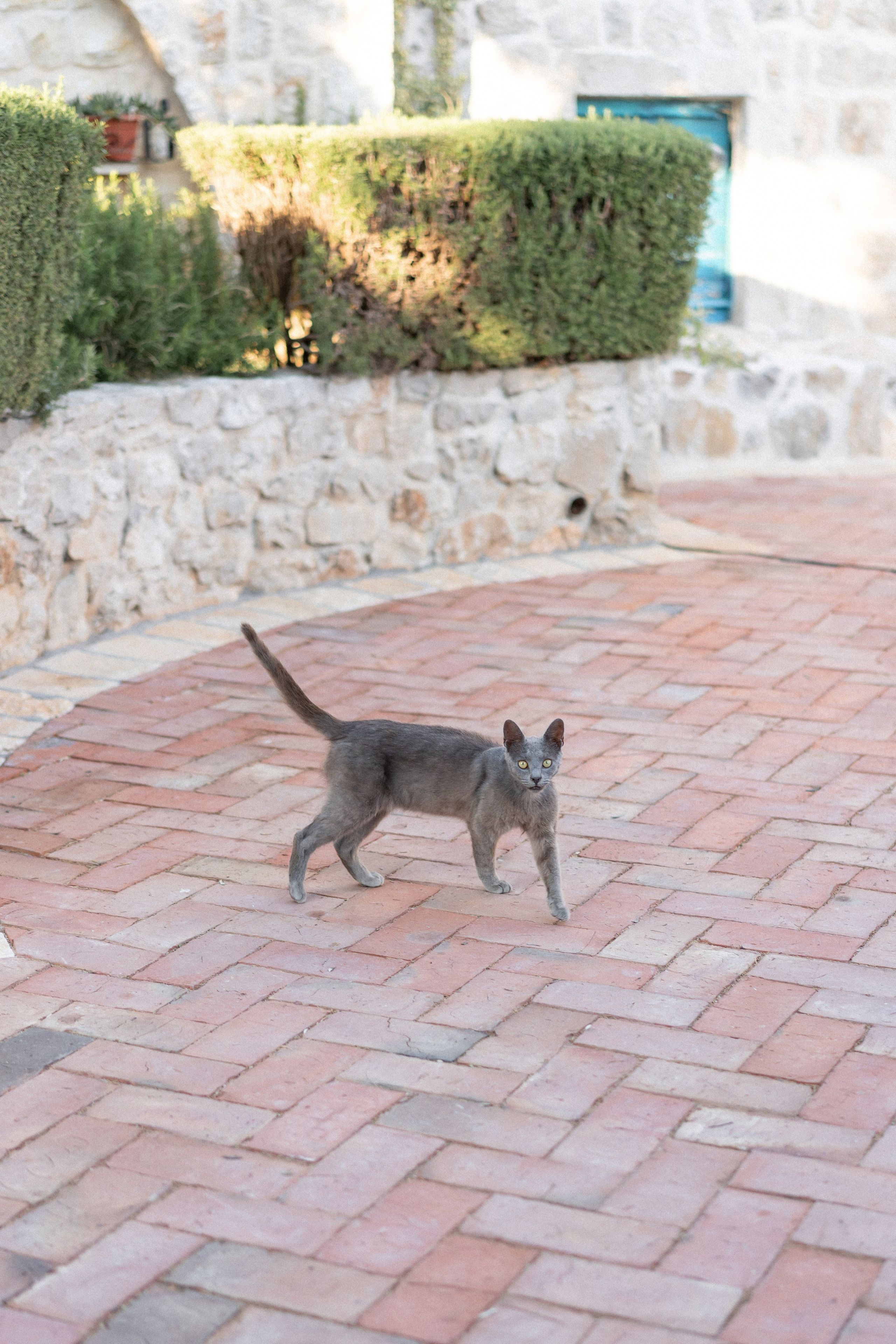 Talici Hill Wedding in Montenegro