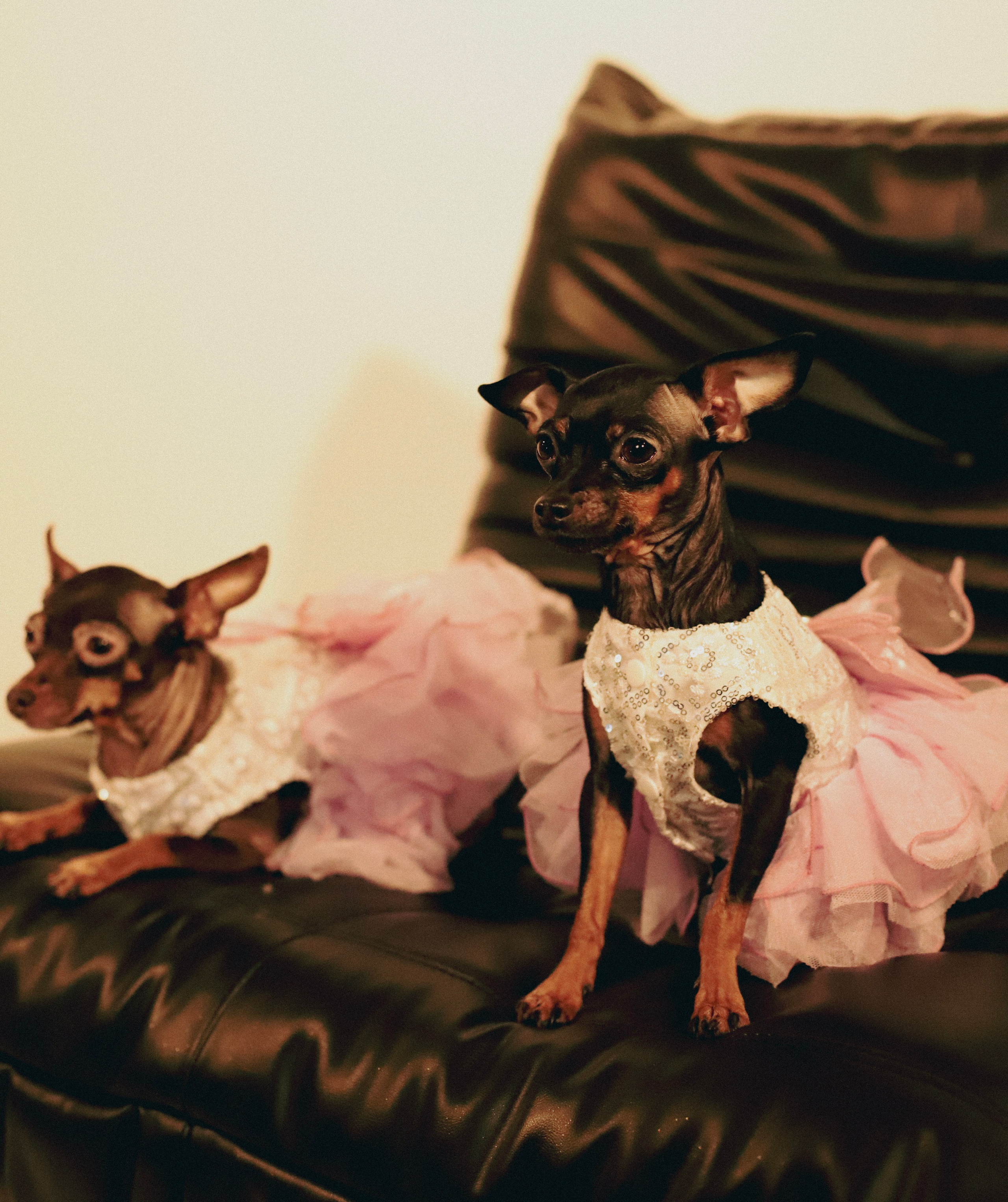 Victoria. VALERIIA VIUNOVA individual shooting\love story\event\brand