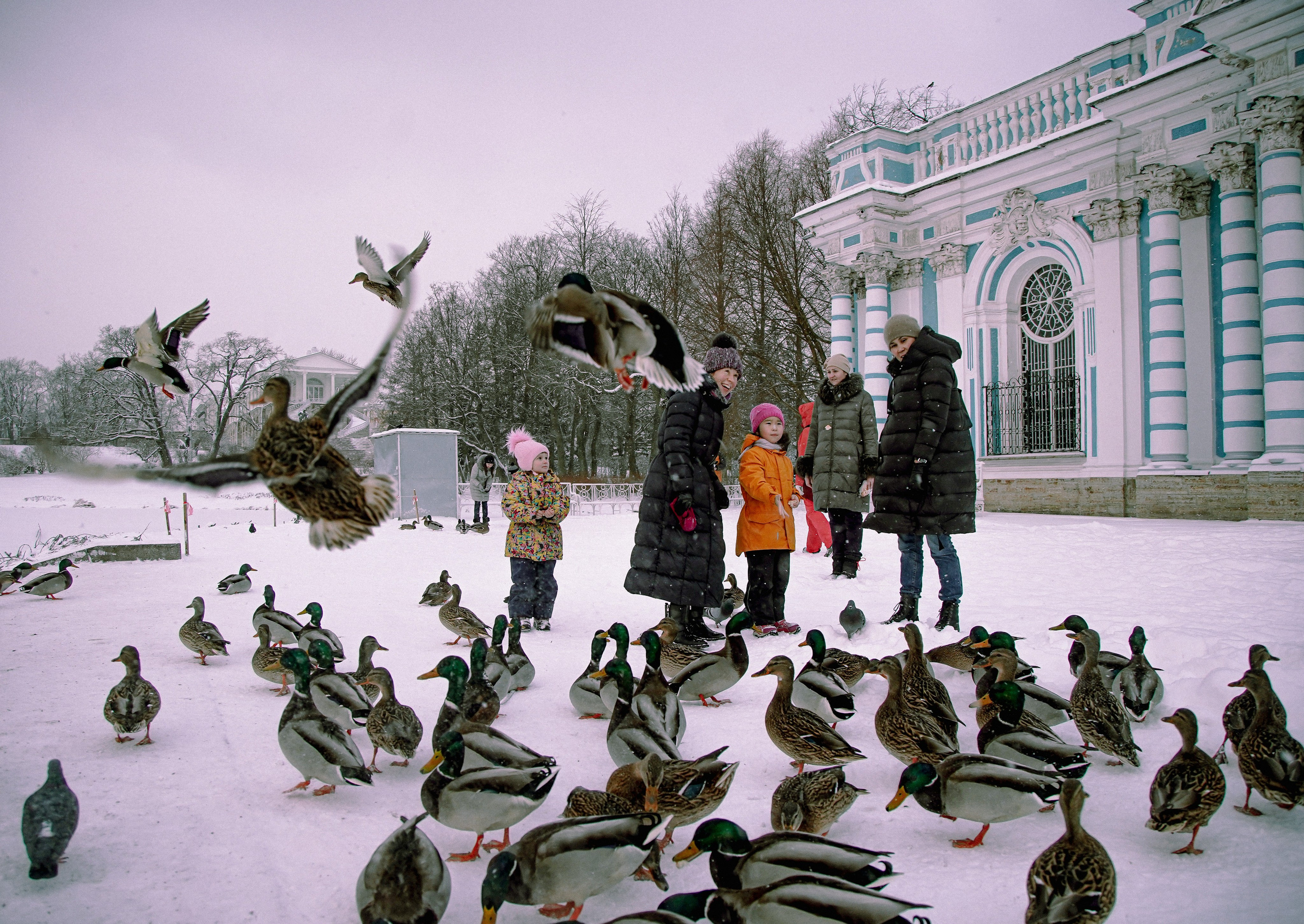 Пернатый психоз. Стрит-фотография, полная абсурда, идиотизма и красоты