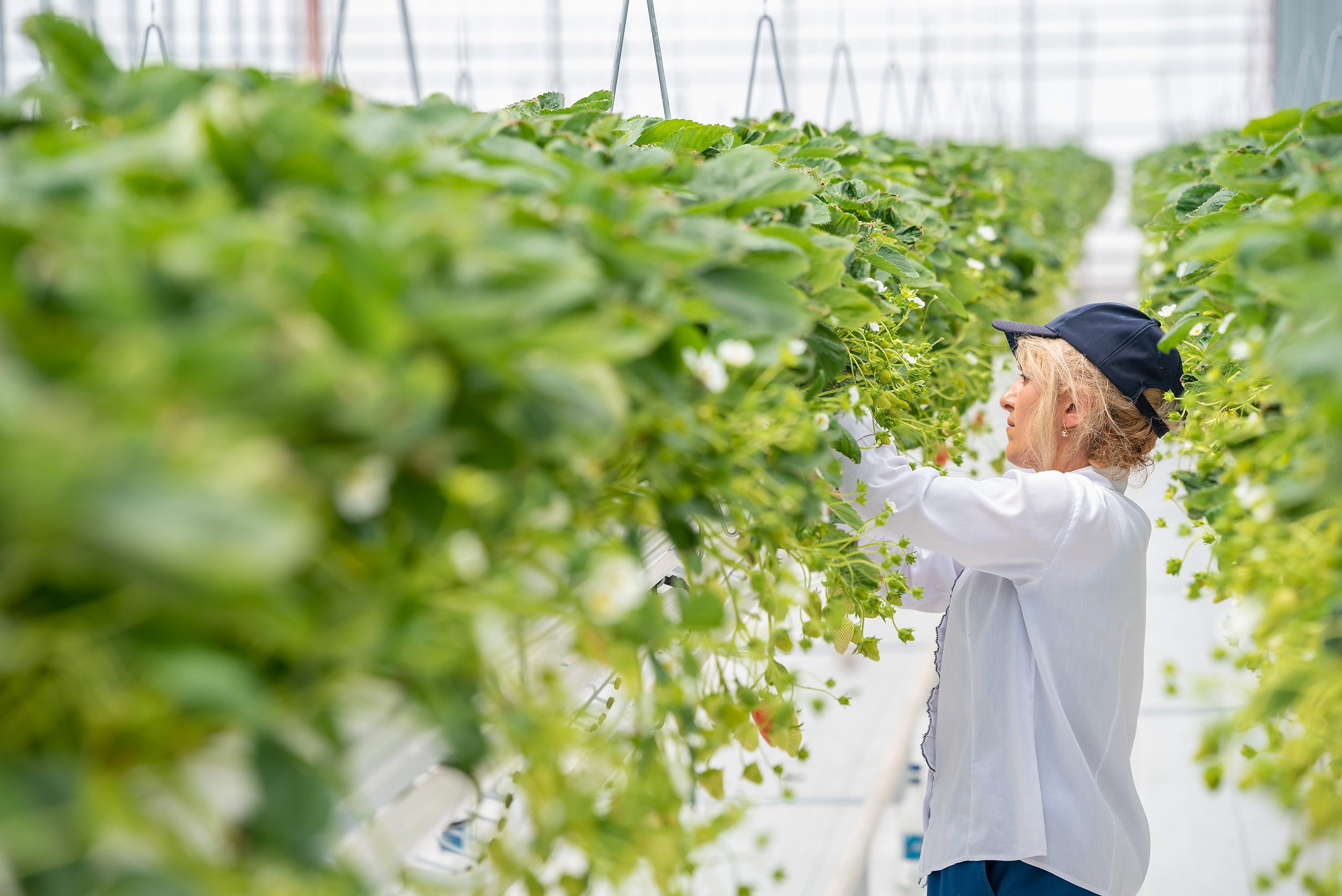 Rockberry. Фотограф в Ереване