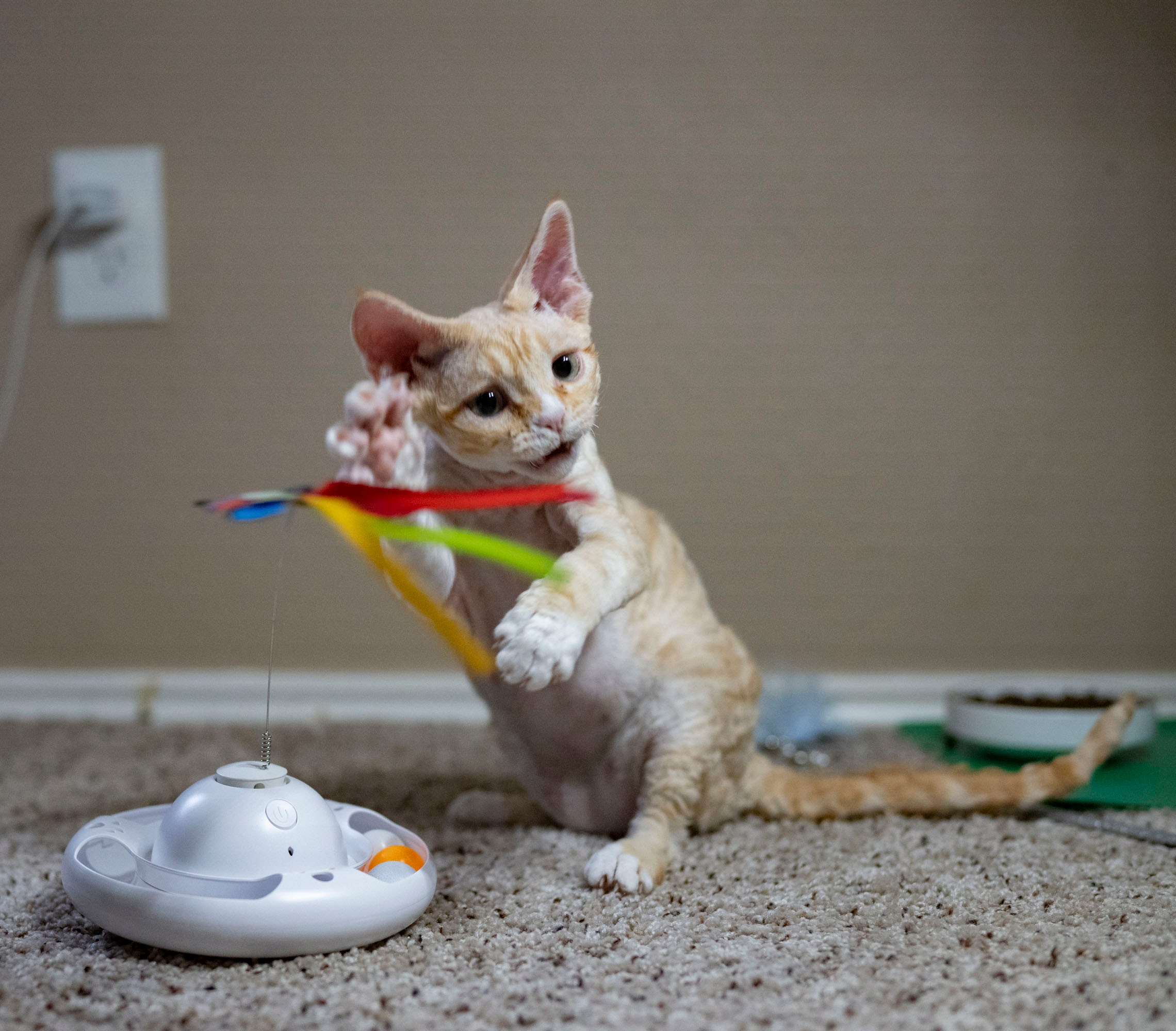 Choux. Devon Rex Pixie Cattery