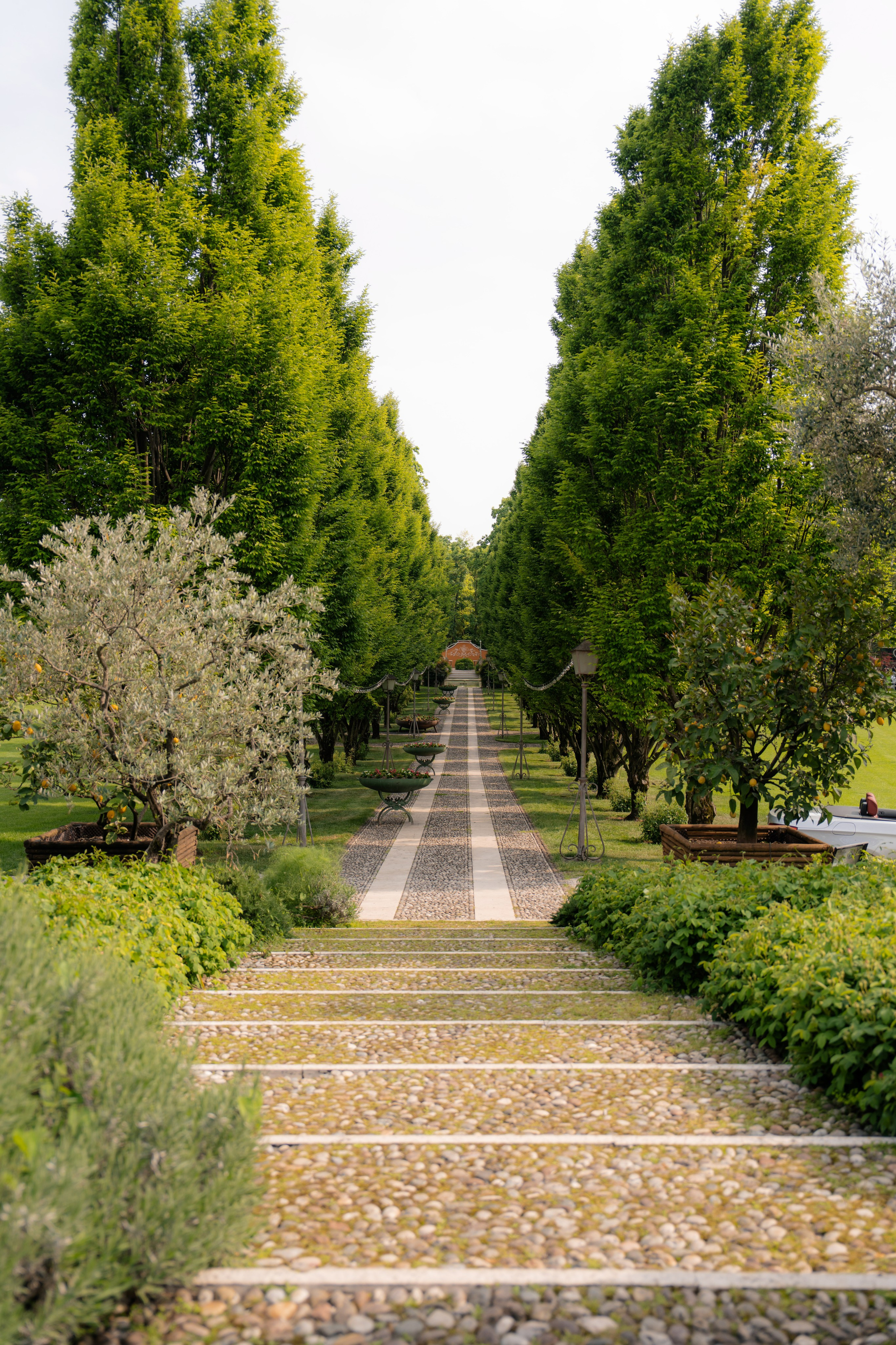 Adele Mari. Studio Timis