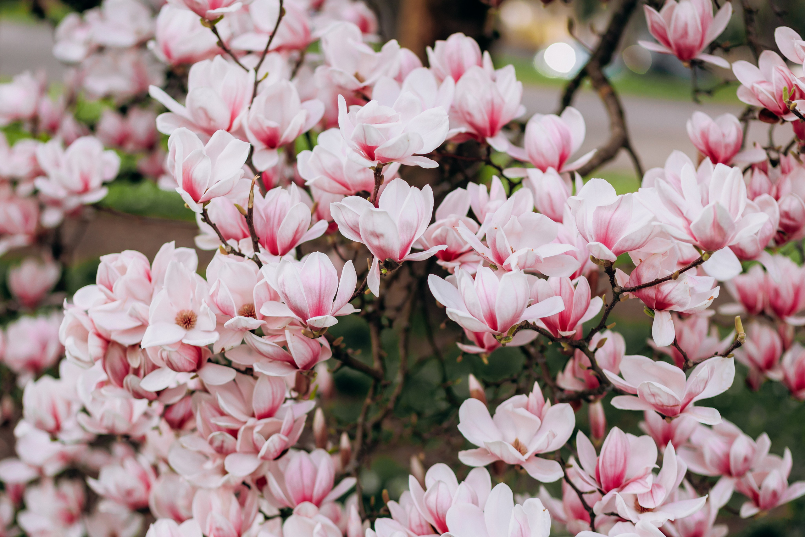 Tatiana, Alisa, Daria. Wedding and Family Photograph