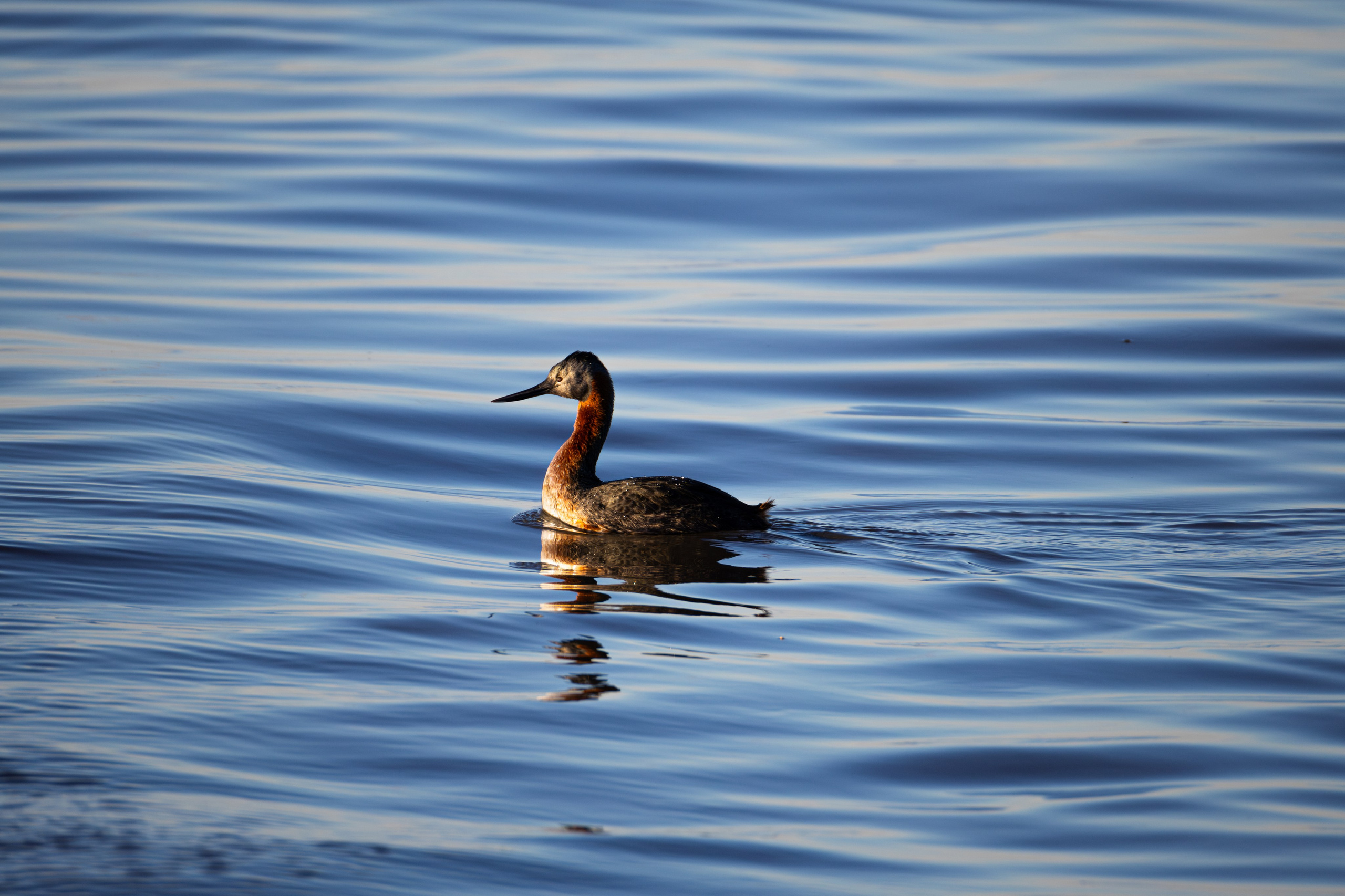 WildLife. Фотограф в Буэнос-Айресе