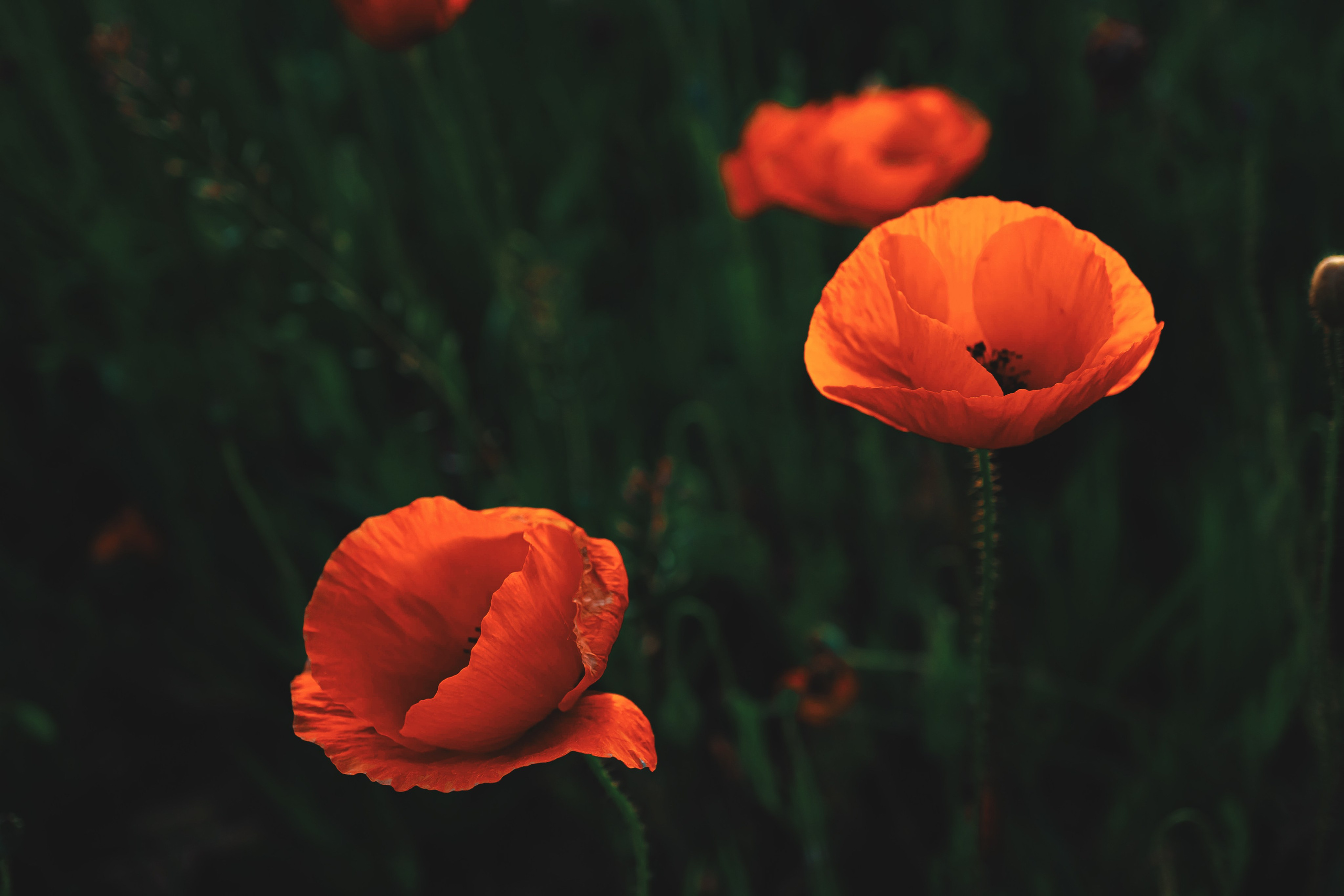 Bocetos. Alba del Norte Studio