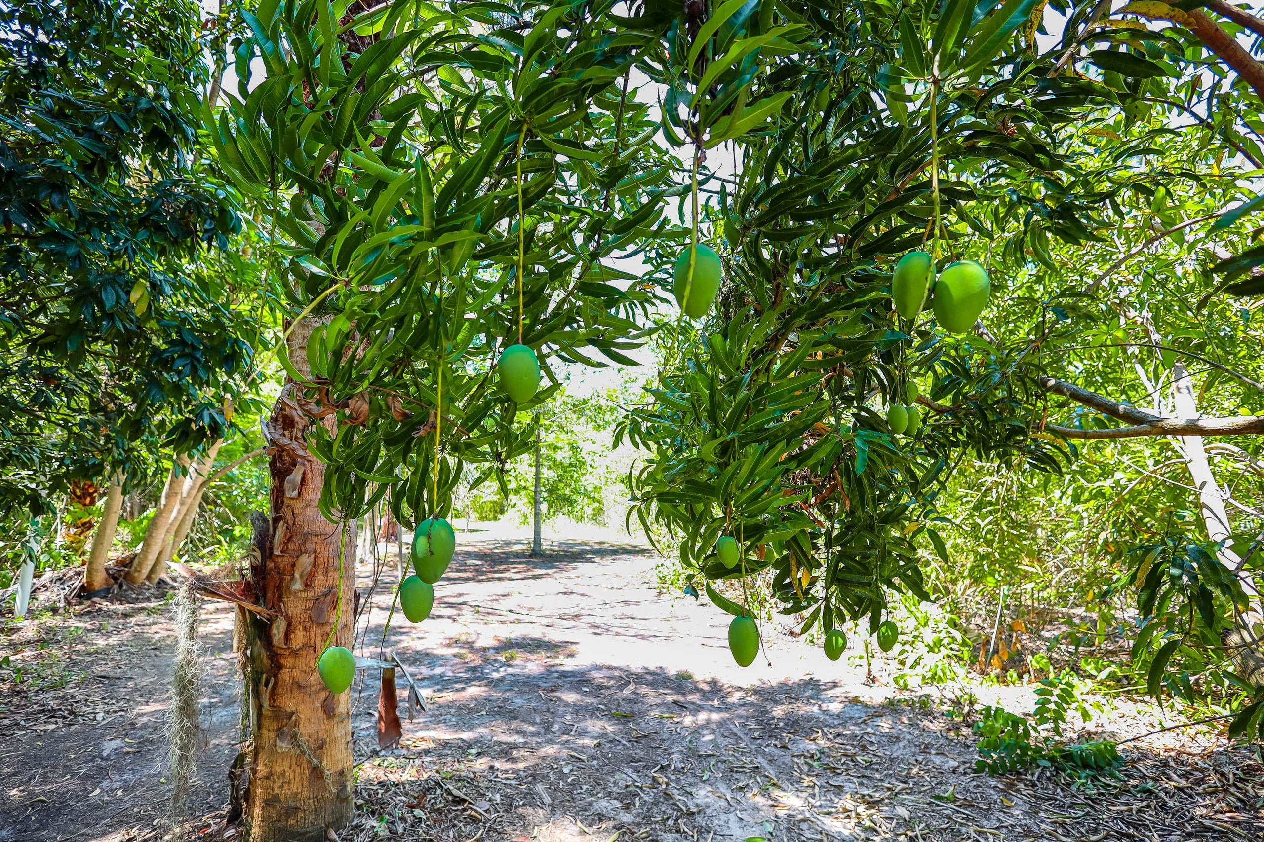 Sample D. Out and About 239