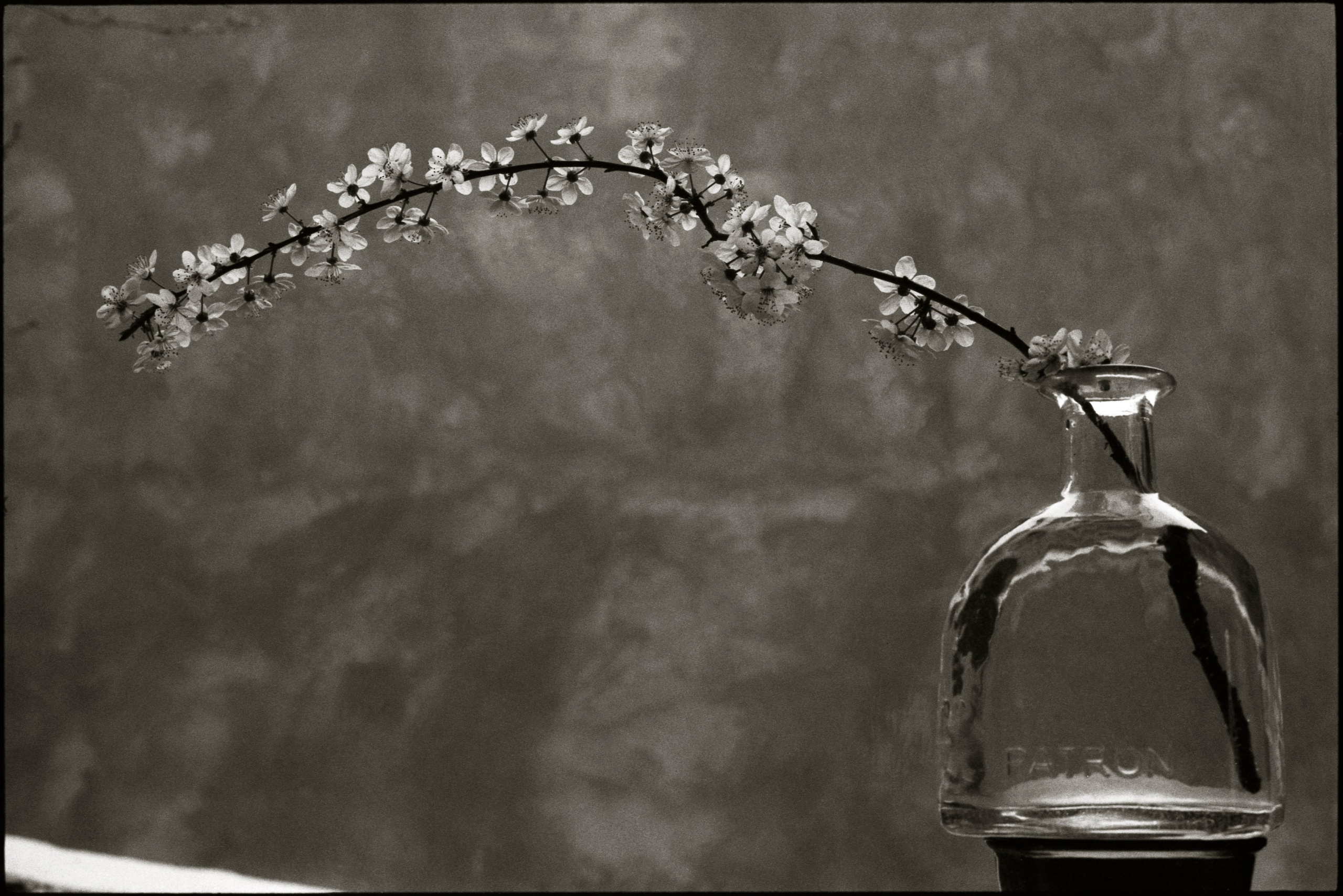 Composition. Www.sananaleskerov.com