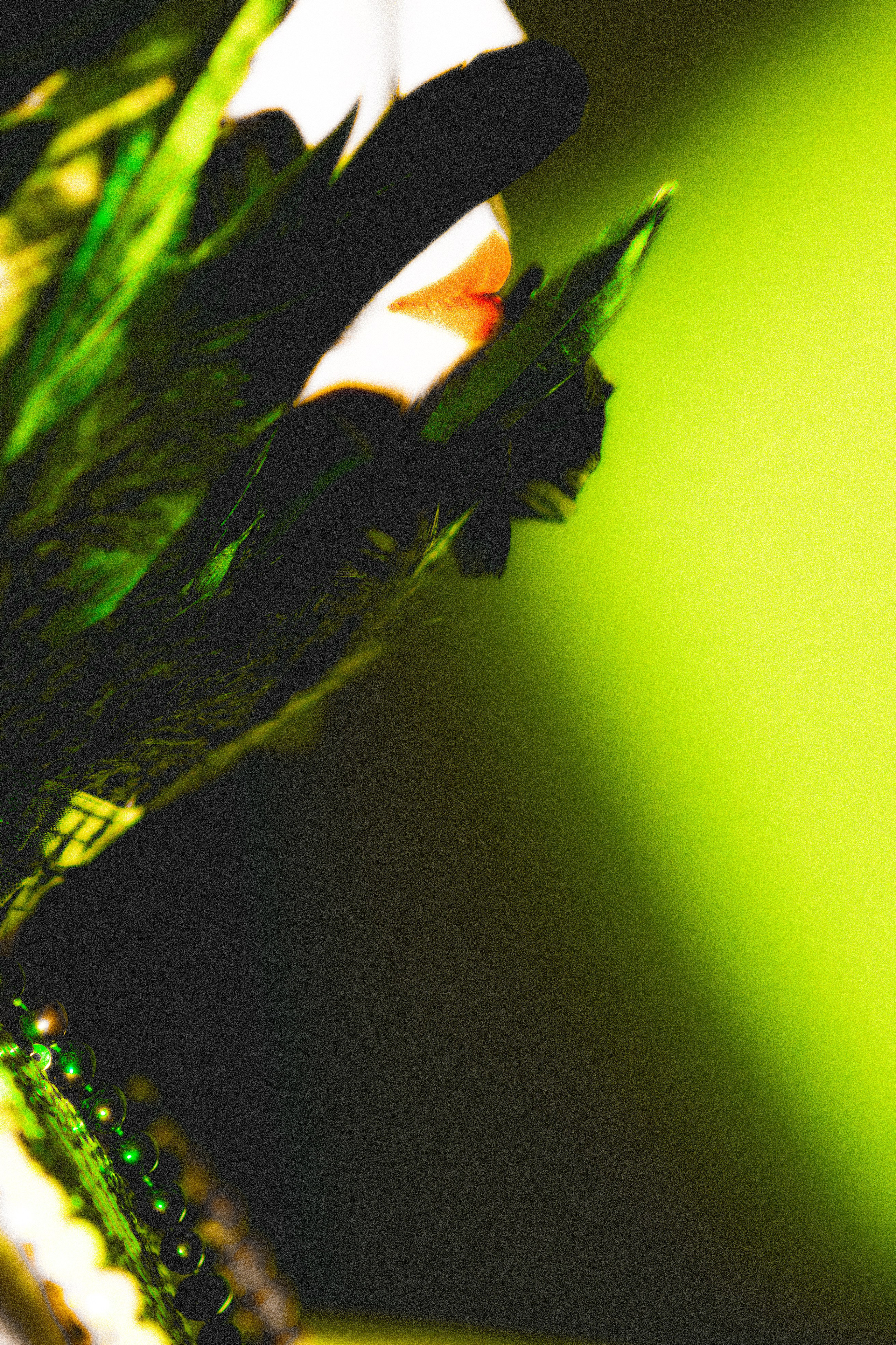 MIRAN　PROJECT. Anna Miyauchi