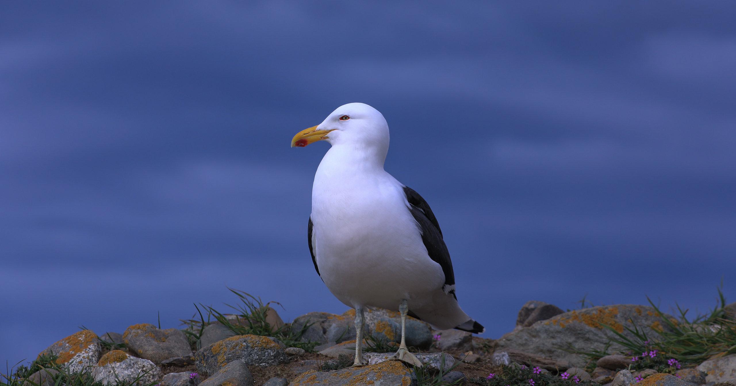 PATAGONIE. Photographe Karen Tatevosian