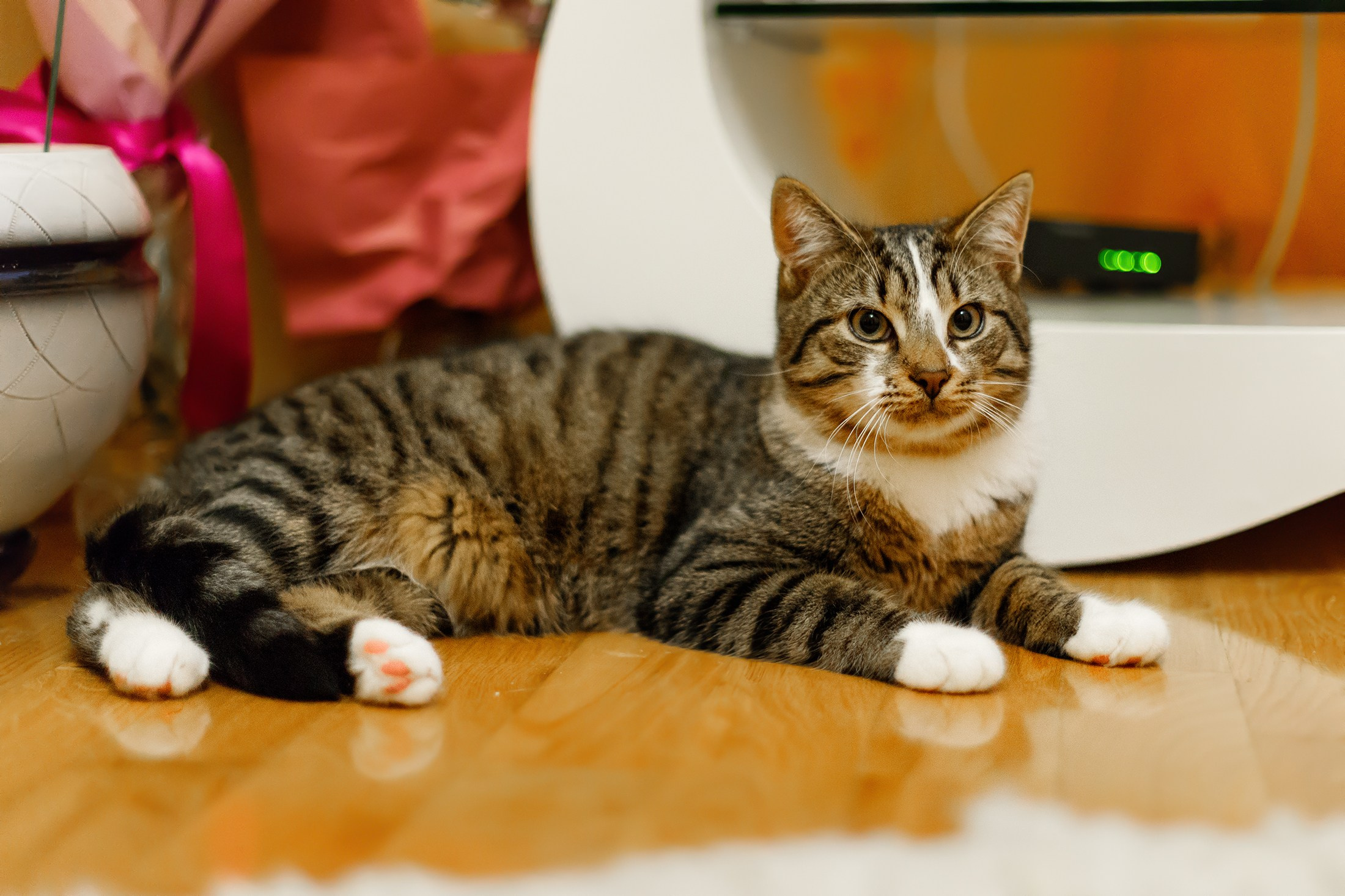 Cats for adoption. Kaja | fotograf we Wrocławiu | ludzie i psy