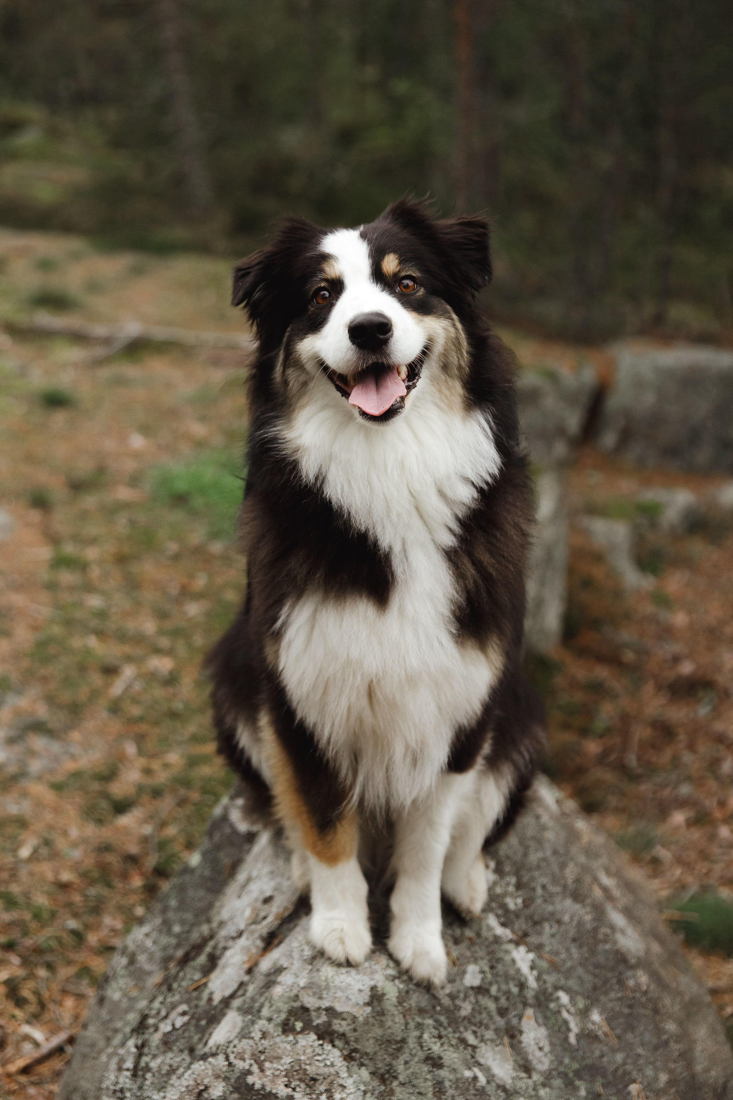 Finnish mossy hills. Kaja | fotograf psów we Wrocławiu
