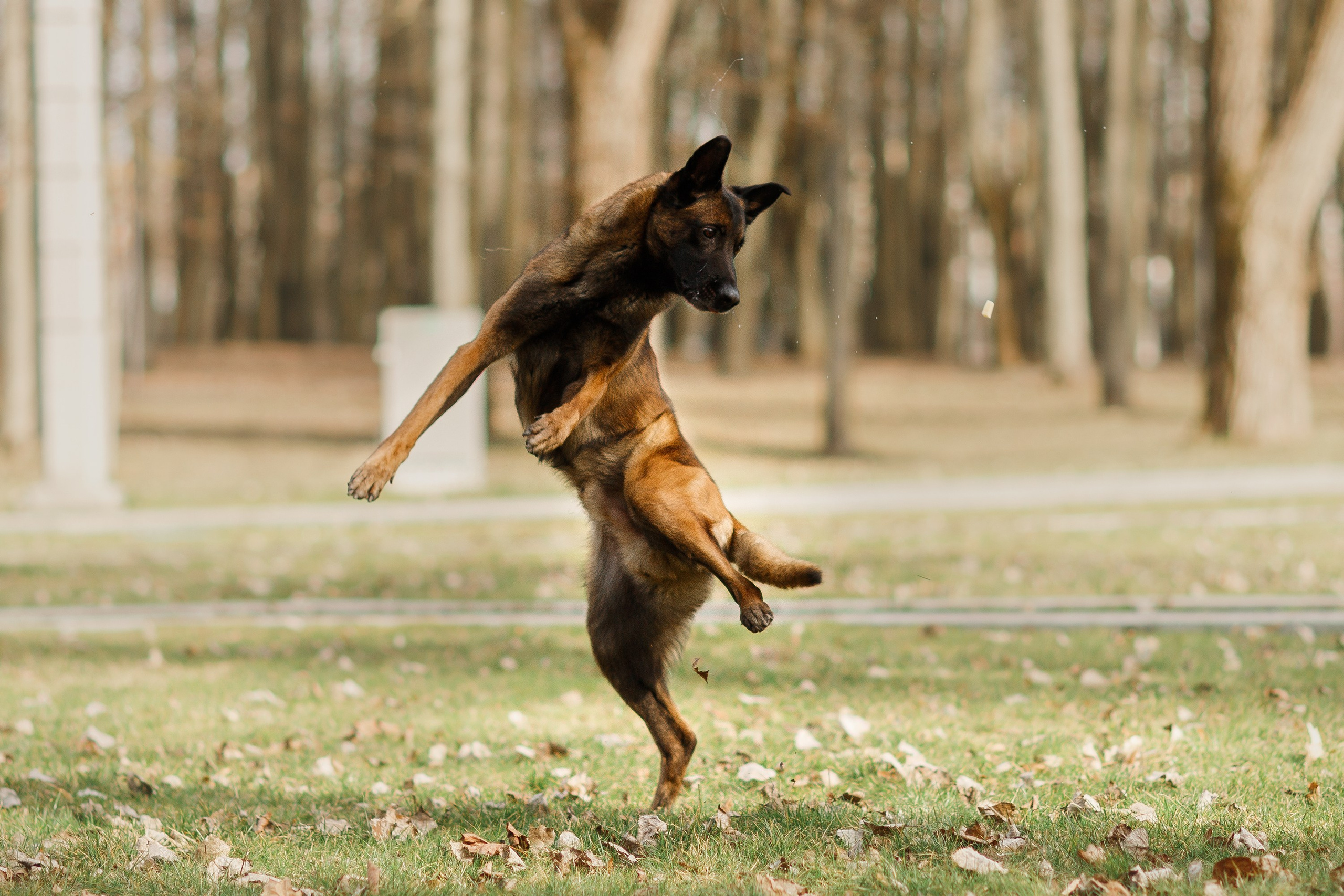 Autumn photo day for dog handler. Kaja | fotograf we Wrocławiu | ludzie i psy