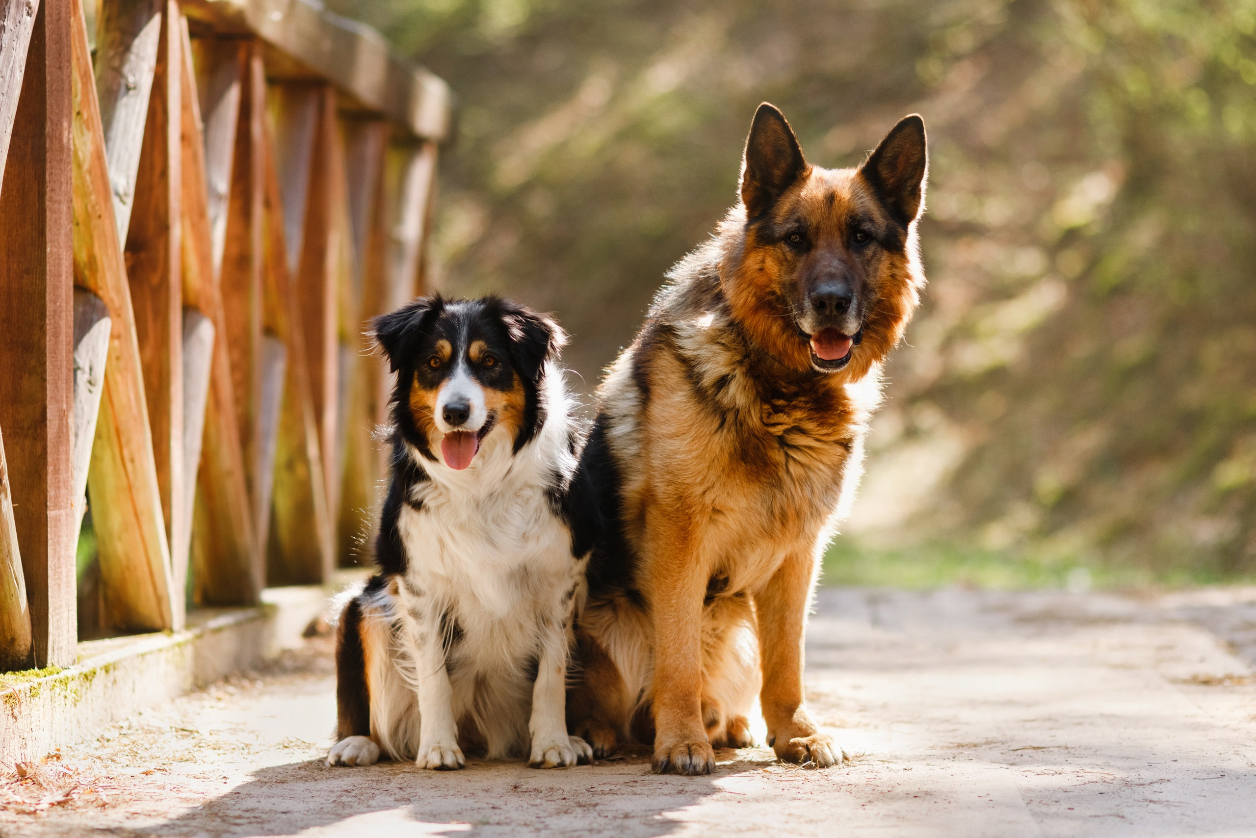 Dog trainer blog content. Kaja | fotograf we Wrocławiu | ludzie i psy