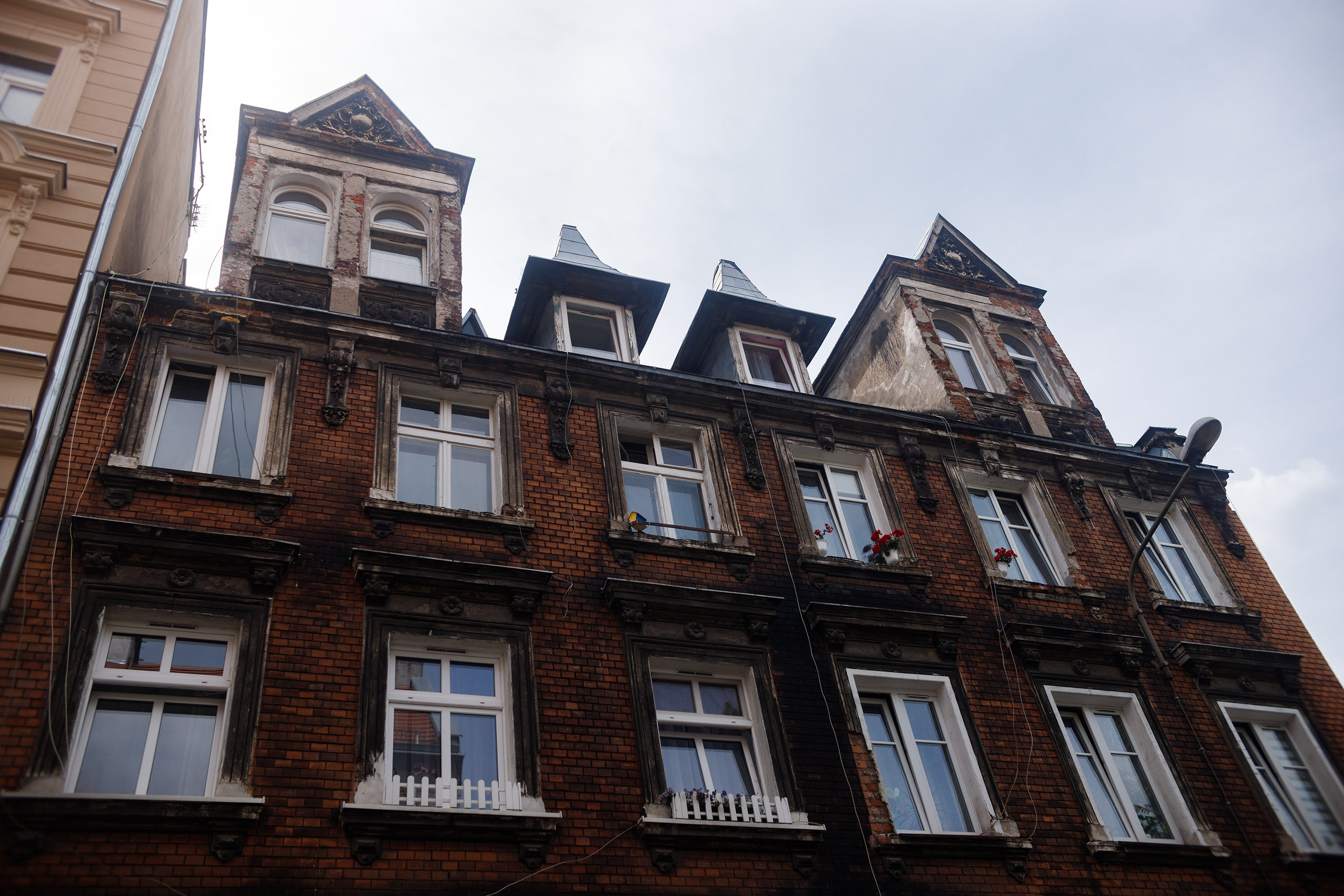 Wroclaw | the best ones. Kaja | fotograf psów we Wrocławiu