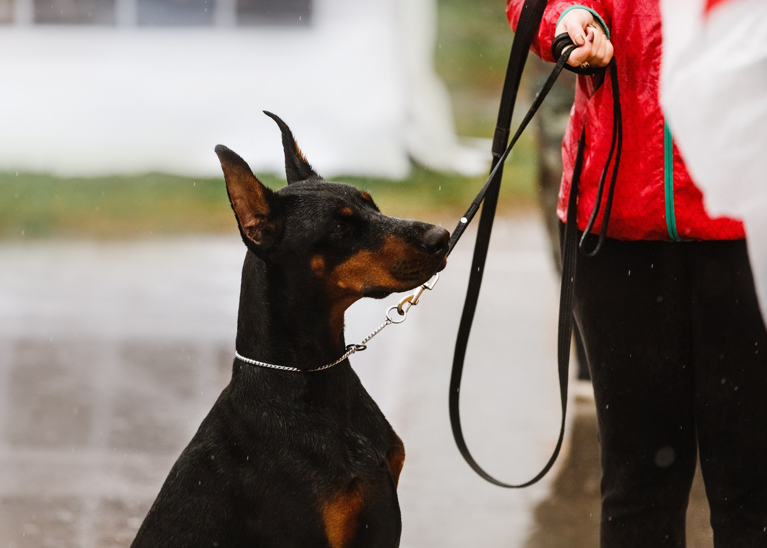 Rainy dog show in Grodno. Kaja | fotograf we Wrocławiu | ludzie i psy