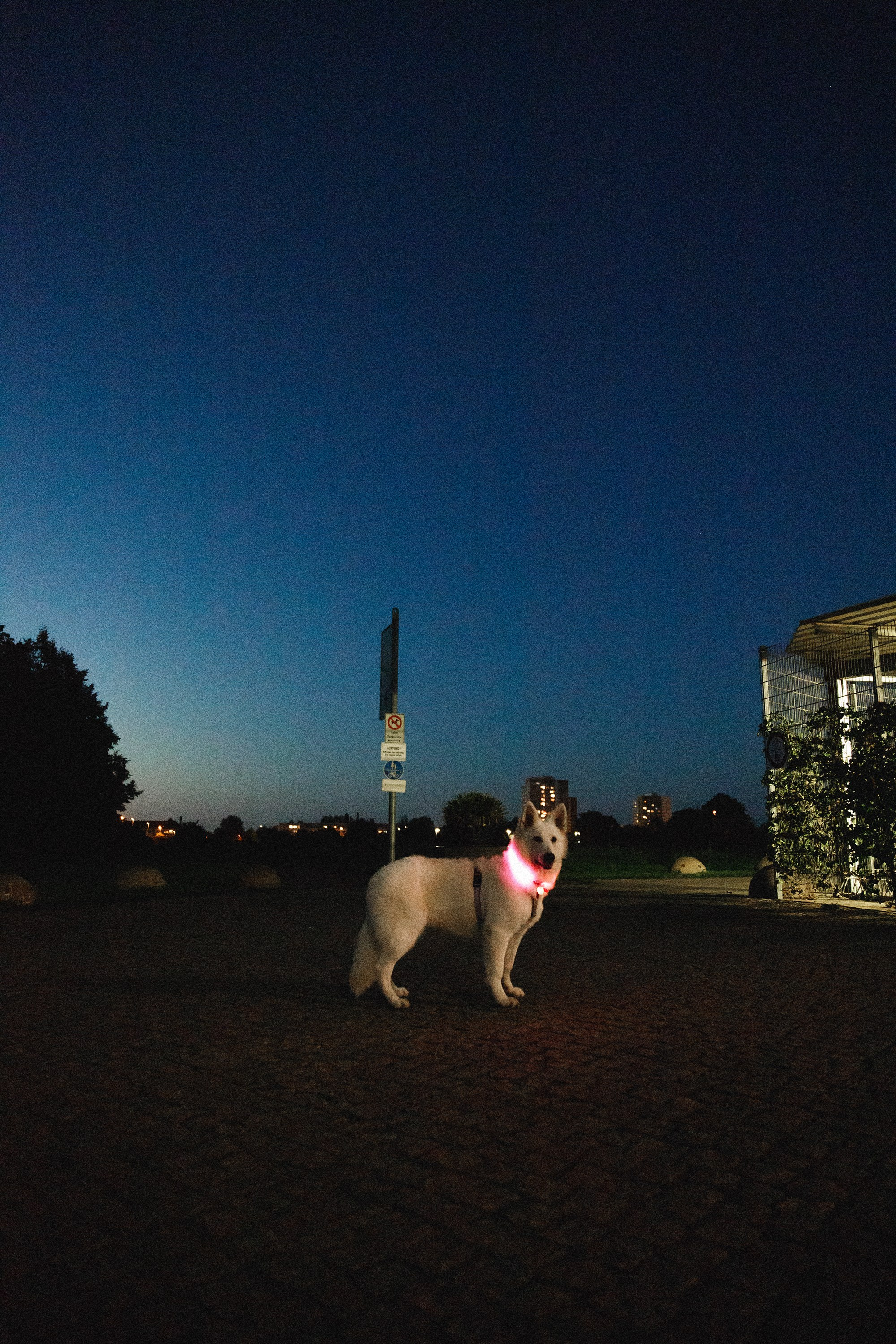 Astra in Leipzig. Kaja | fotograf we Wrocławiu | ludzie i psy