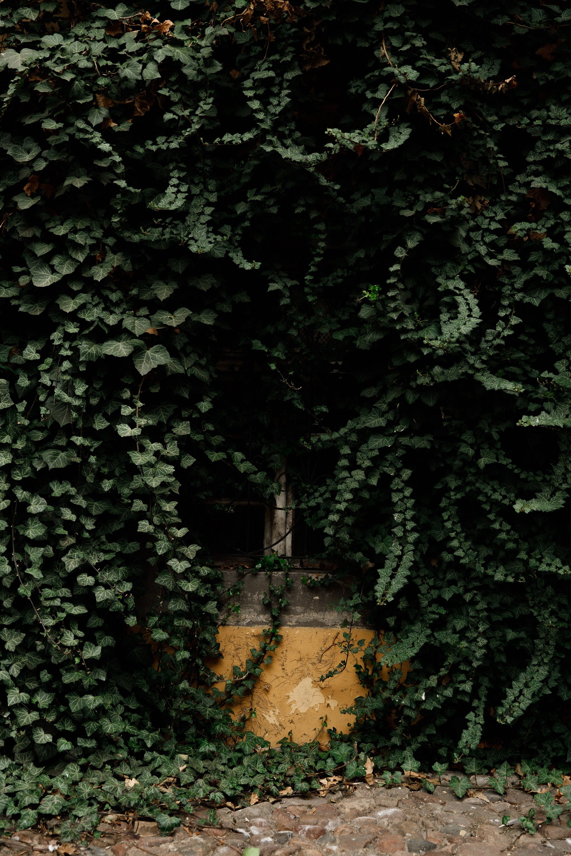 Oleśnica castle. Kaja | fotograf psów we Wrocławiu