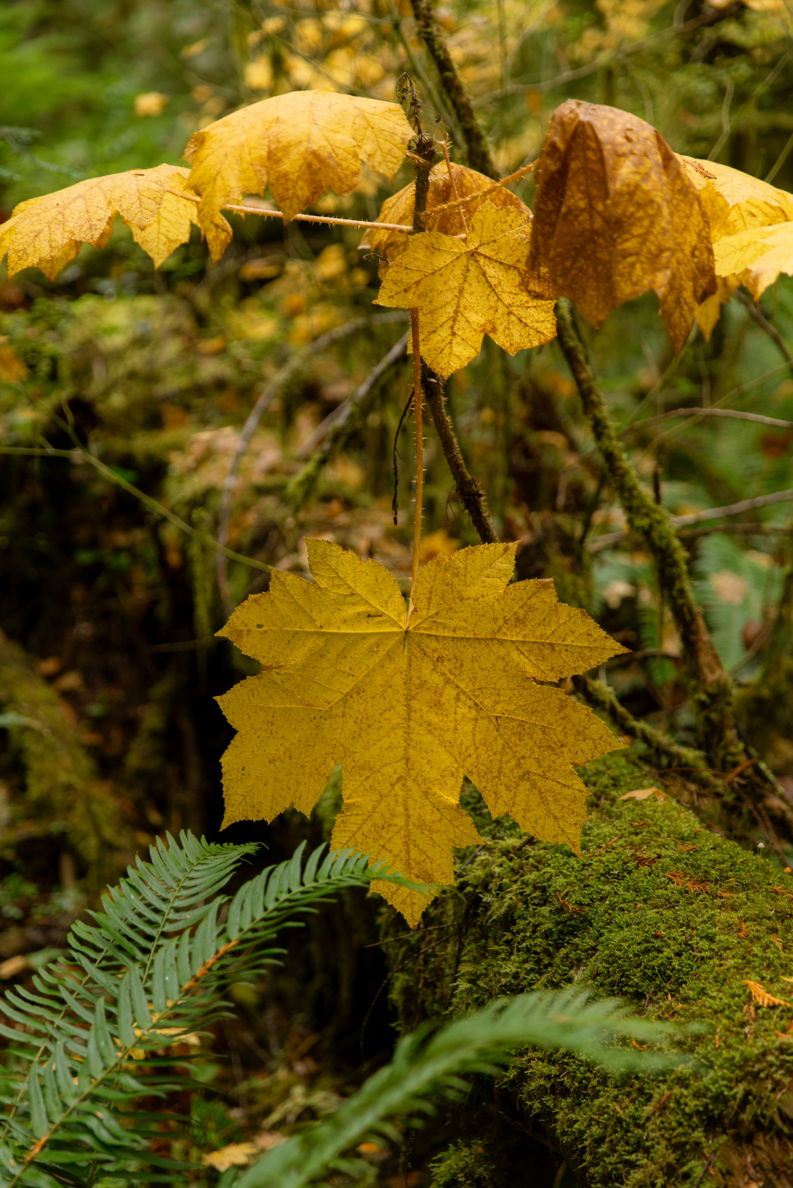 Twilight | Wallpapers. Photographer in Los Angeles. Julia Ishmuratova