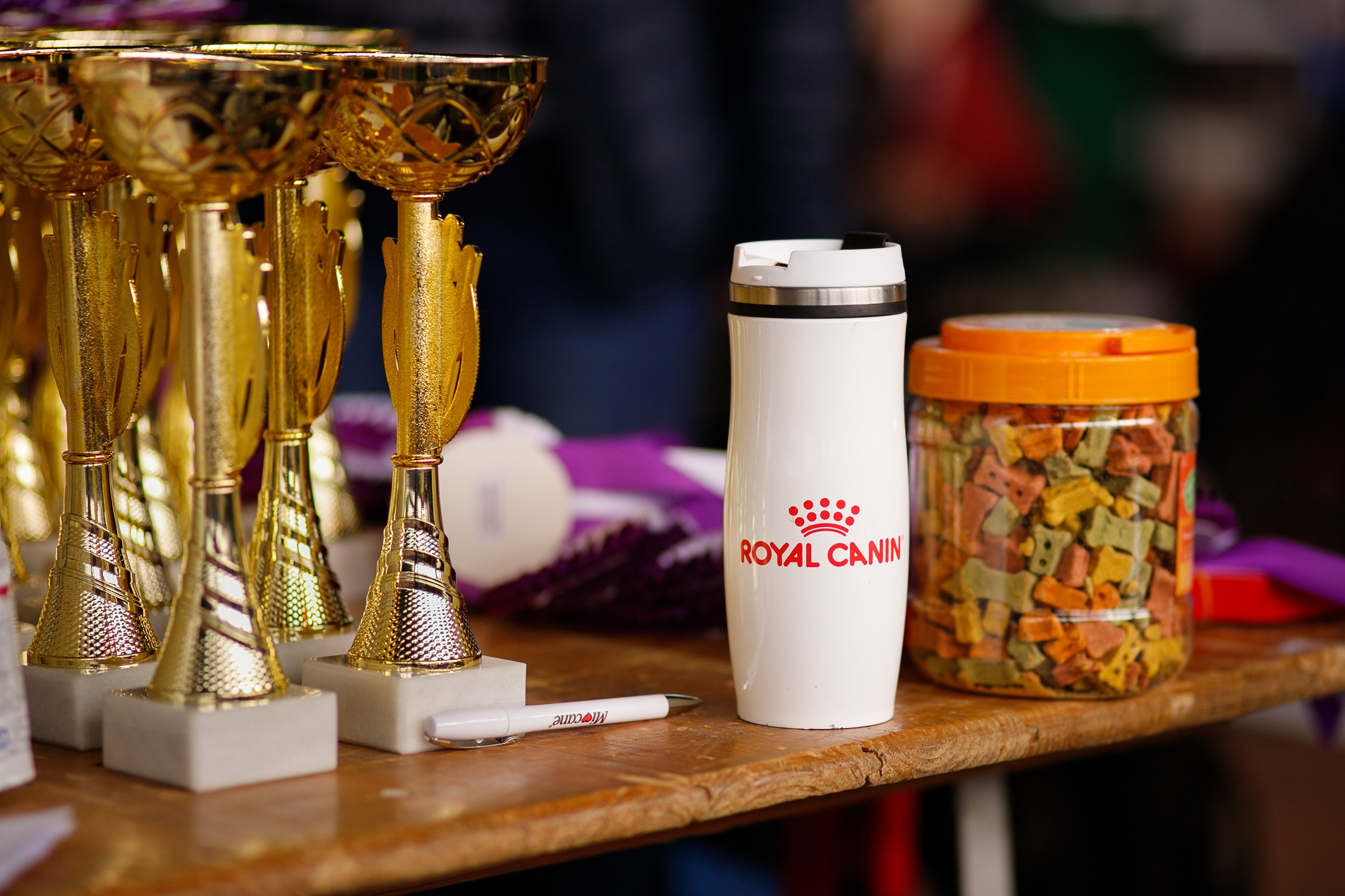 Dog shows | the best ones. Kaja | fotograf psów we Wrocławiu