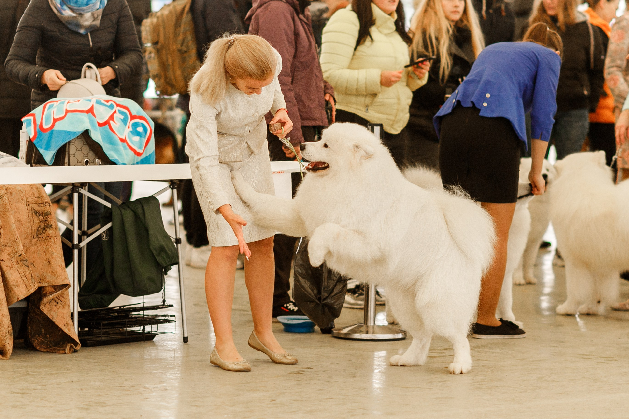 Dog shows | the best ones. Kaja | fotograf psów we Wrocławiu