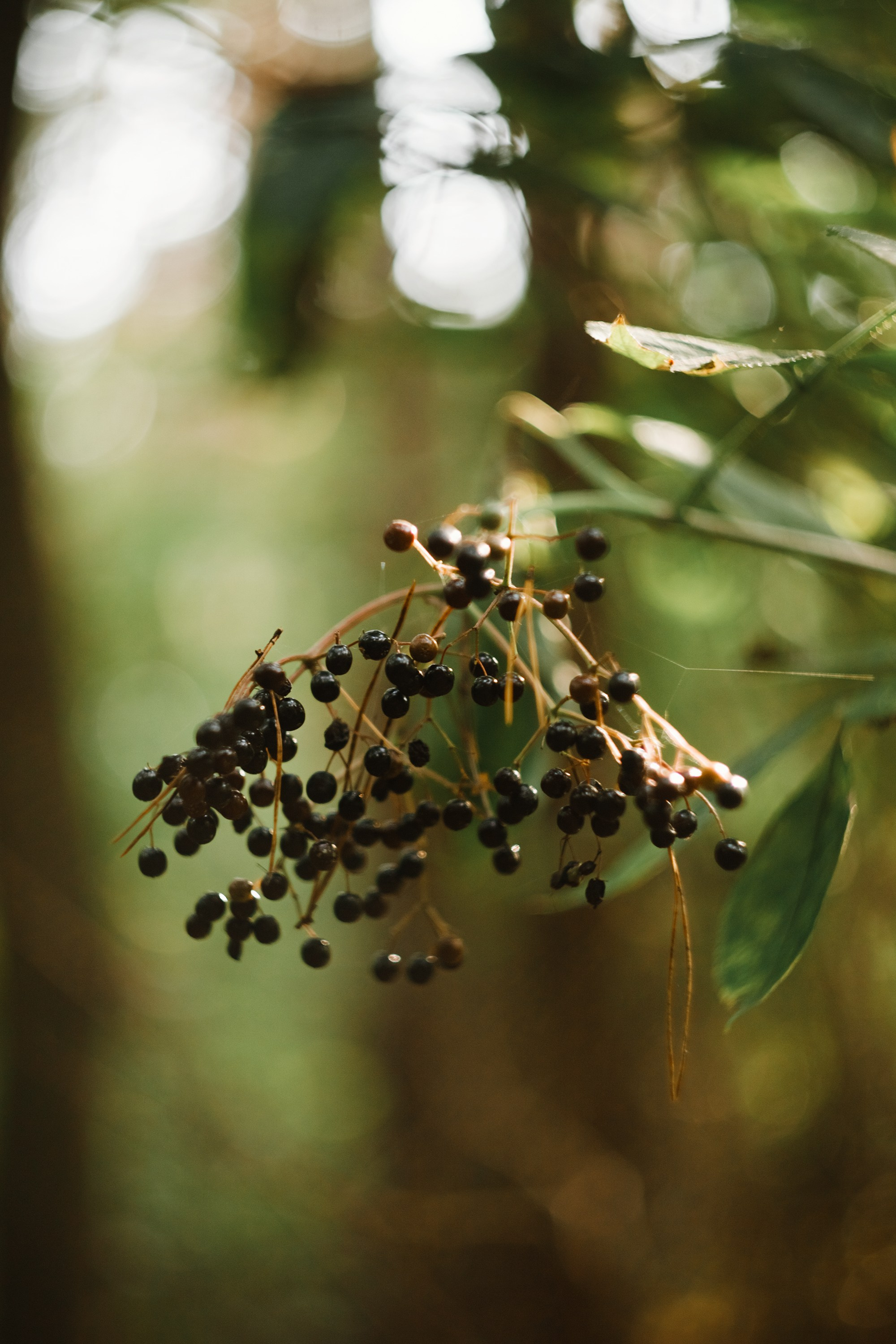 Grodno. Kaja | fotograf we Wrocławiu | ludzie i psy