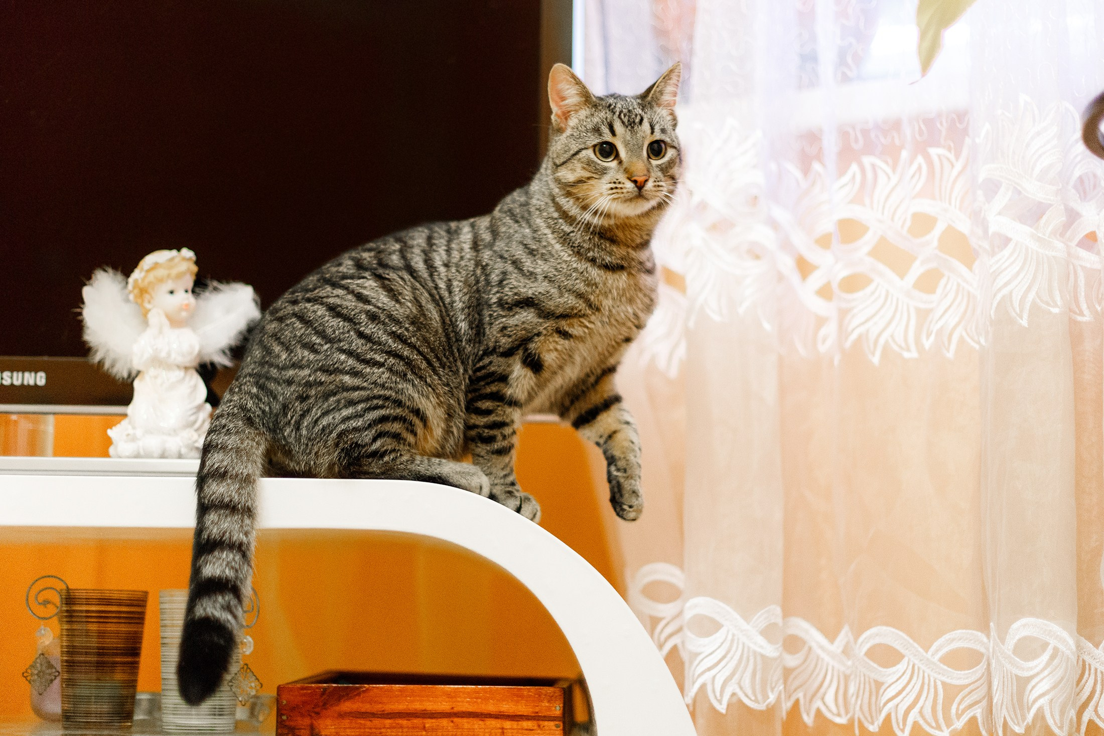 Cats for adoption. Kaja | fotograf we Wrocławiu | ludzie i psy