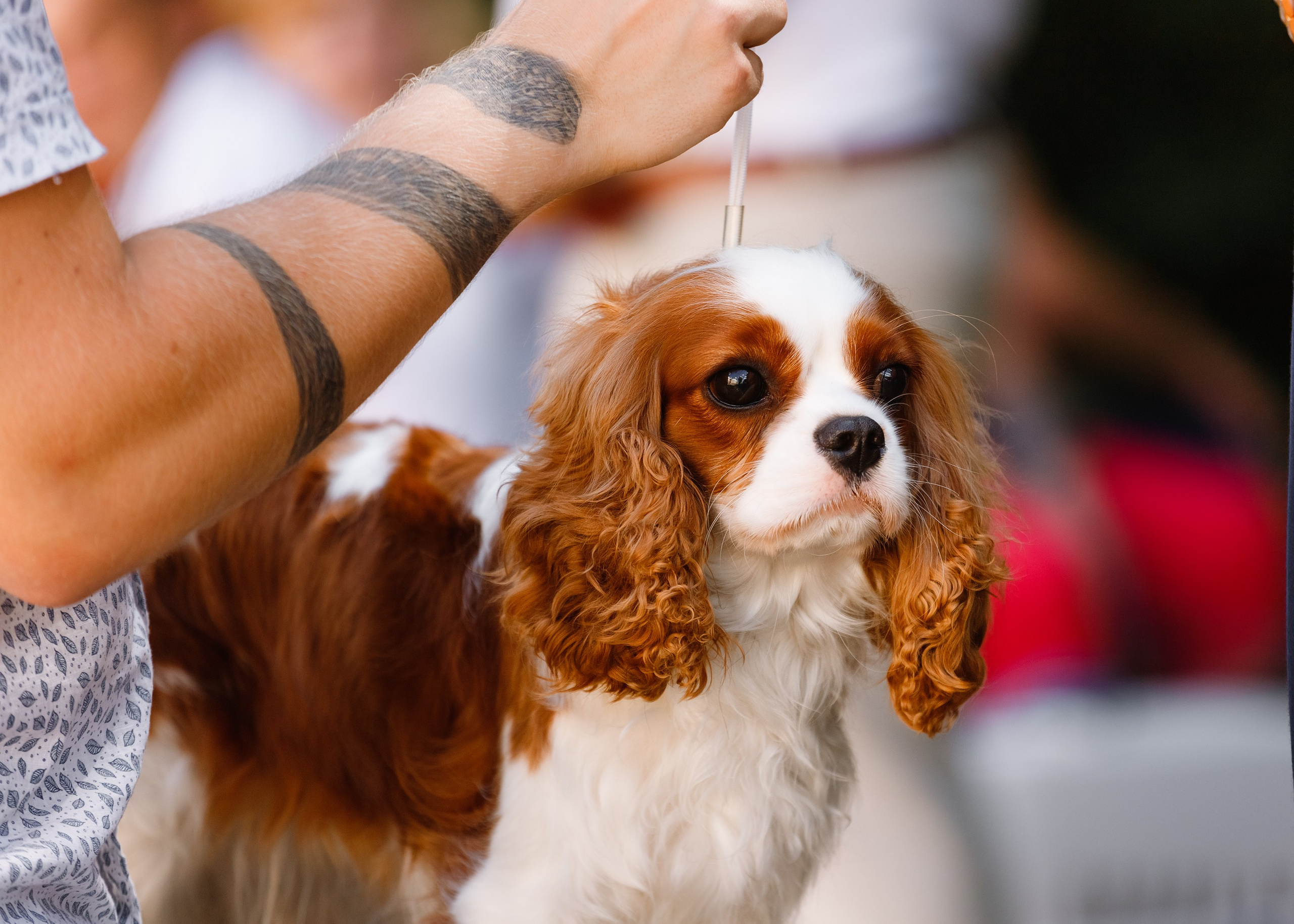 «Argus» dog show in Brest. Kaja | fotograf we Wrocławiu | ludzie i psy