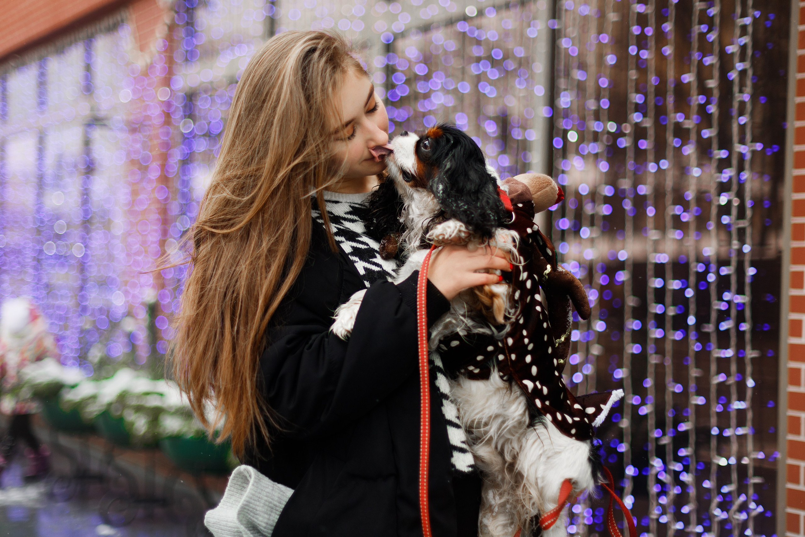 Uliana & winter spaniels. Kaja | fotograf psów we Wrocławiu