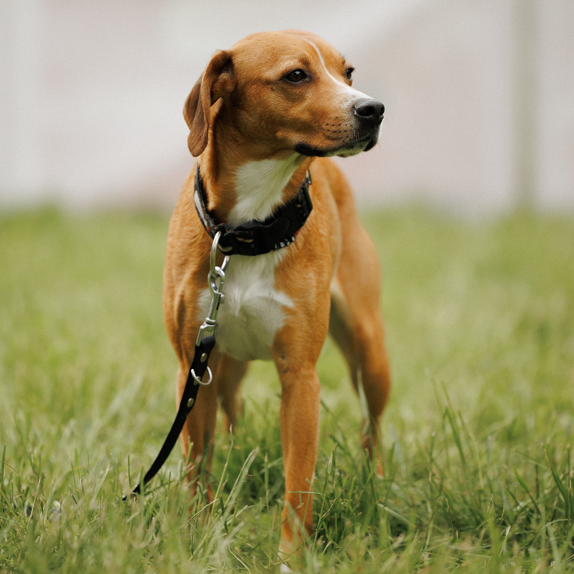 Latające psy, Wrocław'25. Kaja | fotograf psów we Wrocławiu