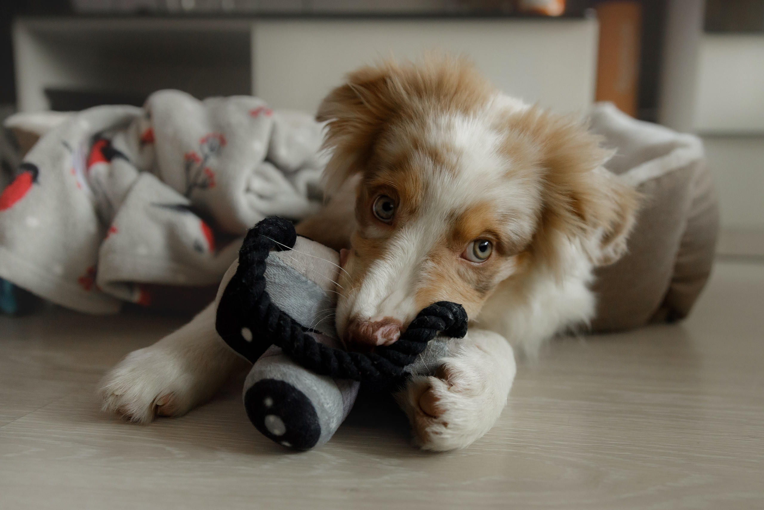 Fotografia psów Wrocław. Kaja | fotograf we Wrocławiu | ludzie i psy