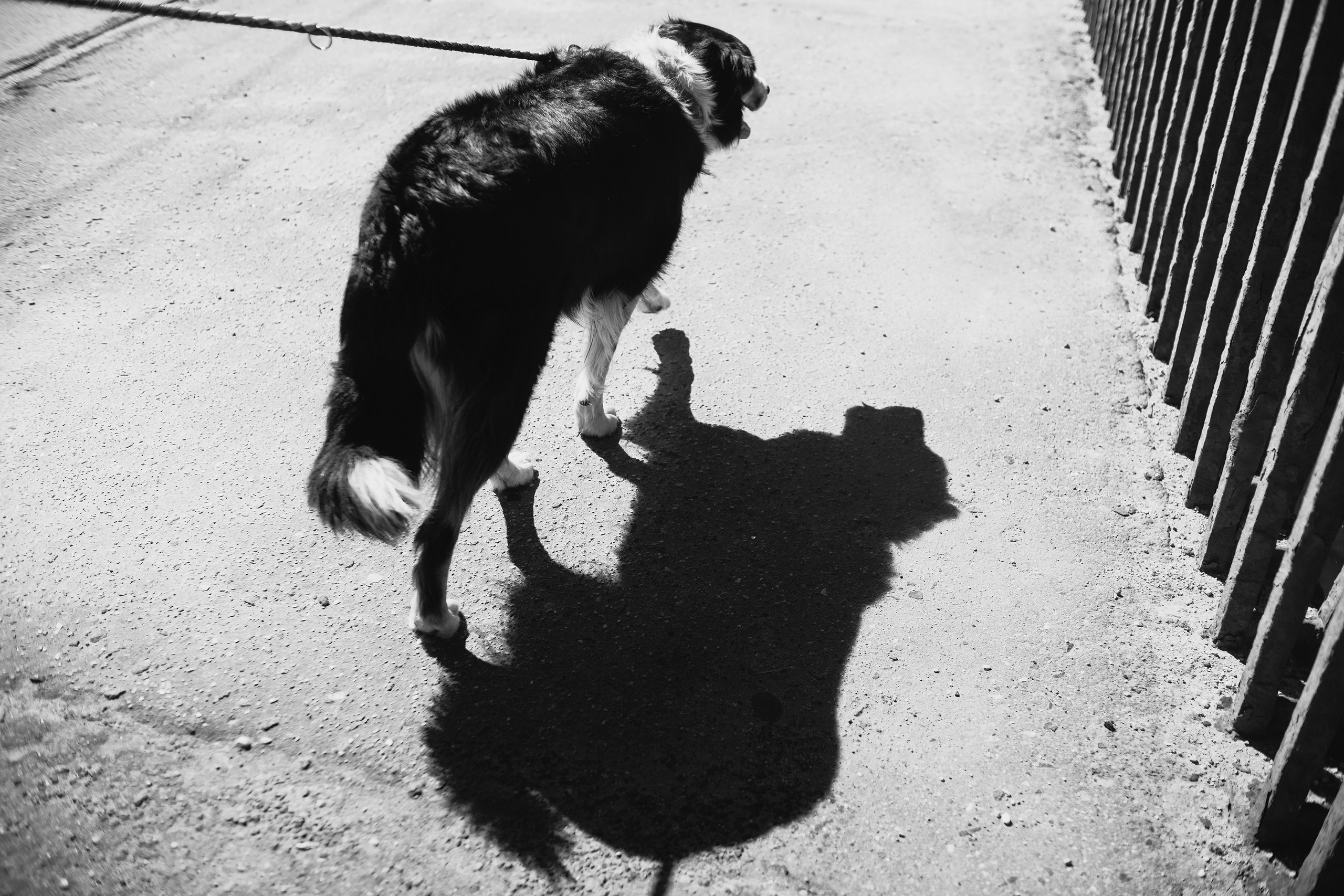 Dog trainer blog content. Kaja | fotograf we Wrocławiu | ludzie i psy