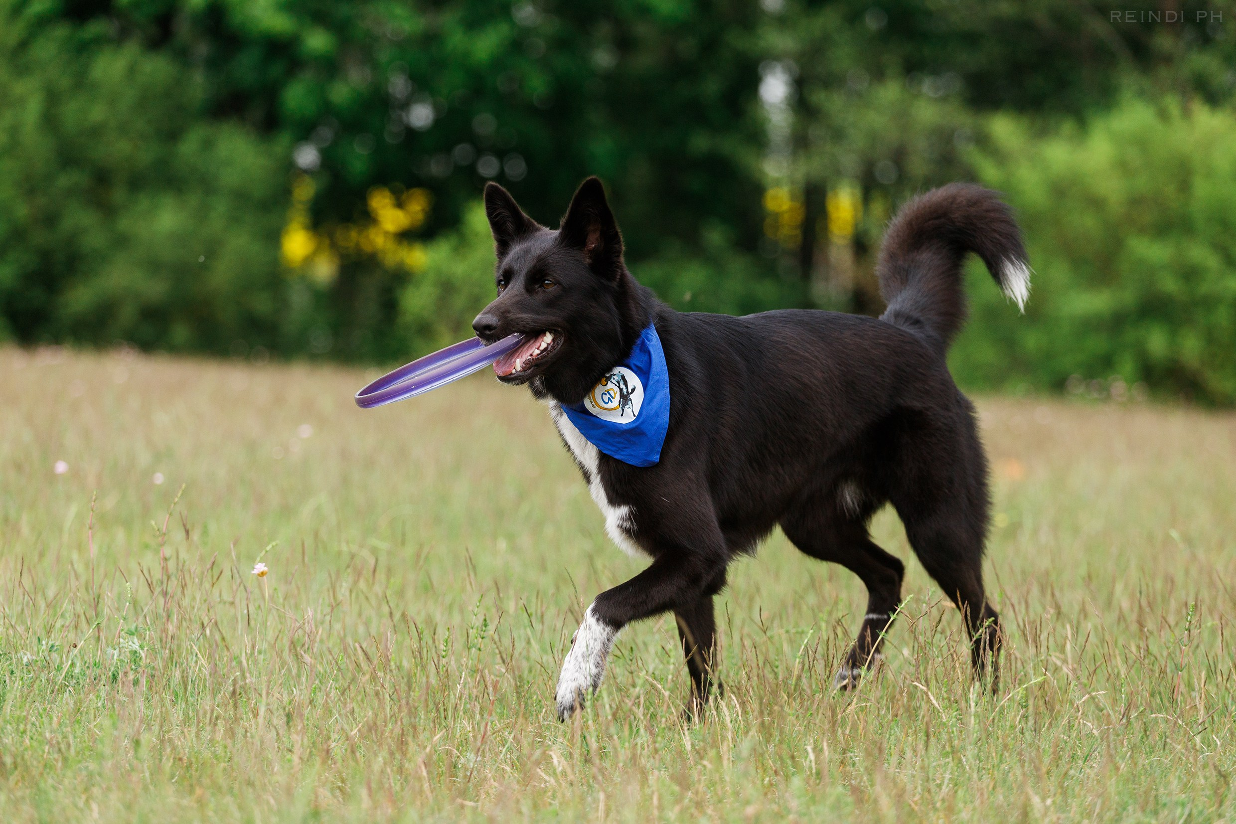 Dog frisbee championship | summer. Kaja | fotograf we Wrocławiu | ludzie i psy